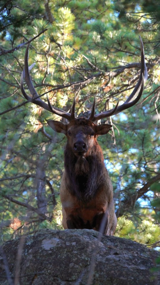 How long can you hold a staring contest with a bull elk?..
This was an awesome moment. While walking a trail at Rocky Mountain National Park and looking up a 30 to 40 ft cliff to see this bull elk peering over the ledge. Felt like the moment lasted forever.. With the elk observing everyone walking by.
Thanks for being here.
Photography by @ascwildlife
.
.
.
#bullelk #elk #rut #rmnp #rockymountains