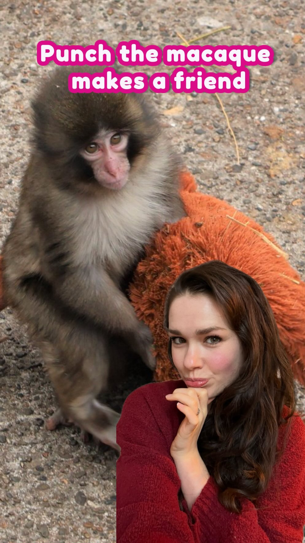 This has got to be my favourite story of 2026 - a happy ending for Punch the macaque š„¹š
š· Ichikawa Zoo
#goodnewsfeed #animalnews #babyanimal