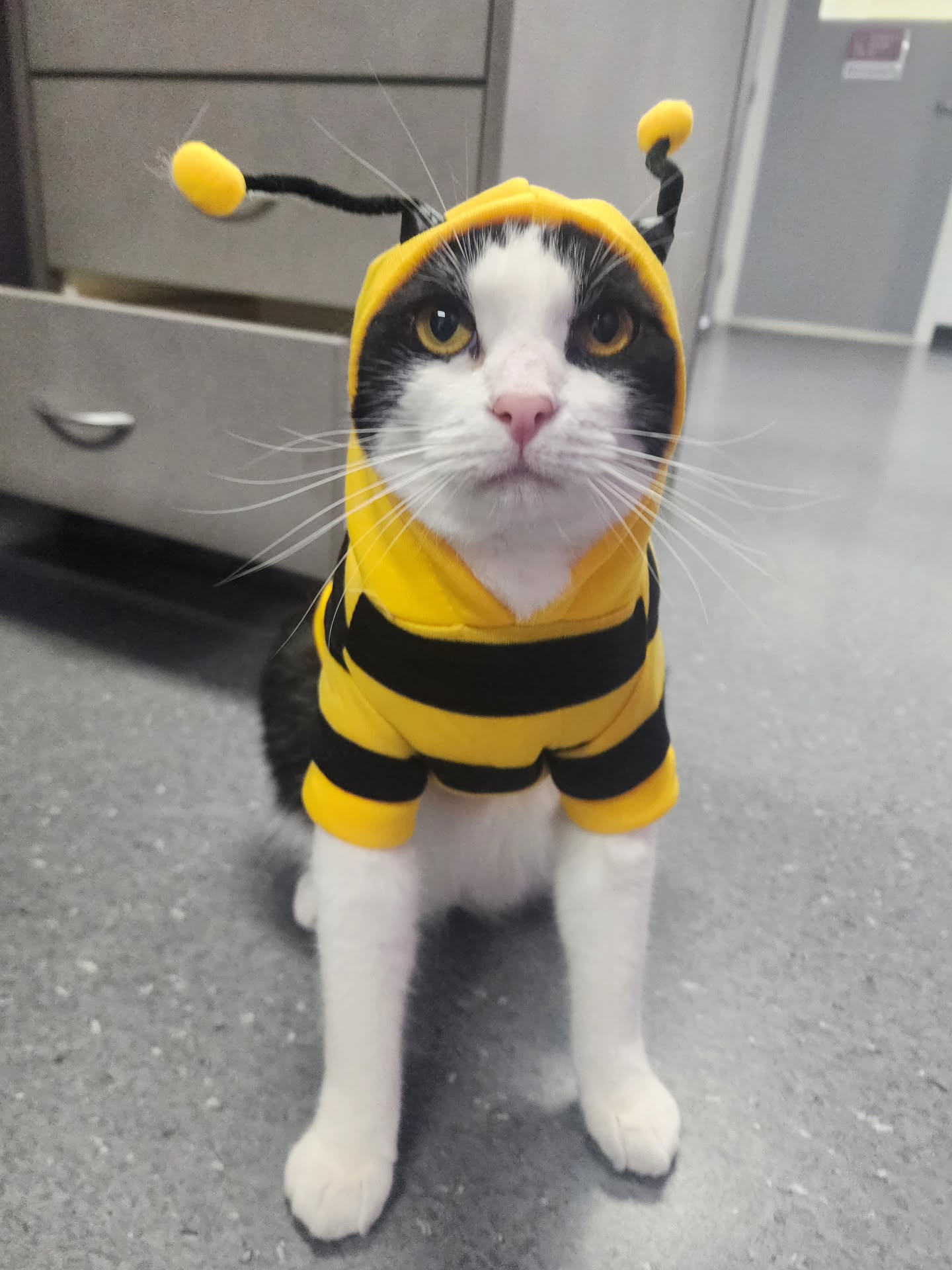 You wouldn’t bee-lieve who is now due for his very first vaccination…
Thank you Felix for a wonderful year of cuddles, chaos and greeting every client as though they walked through the door just to see you 🐝💛
