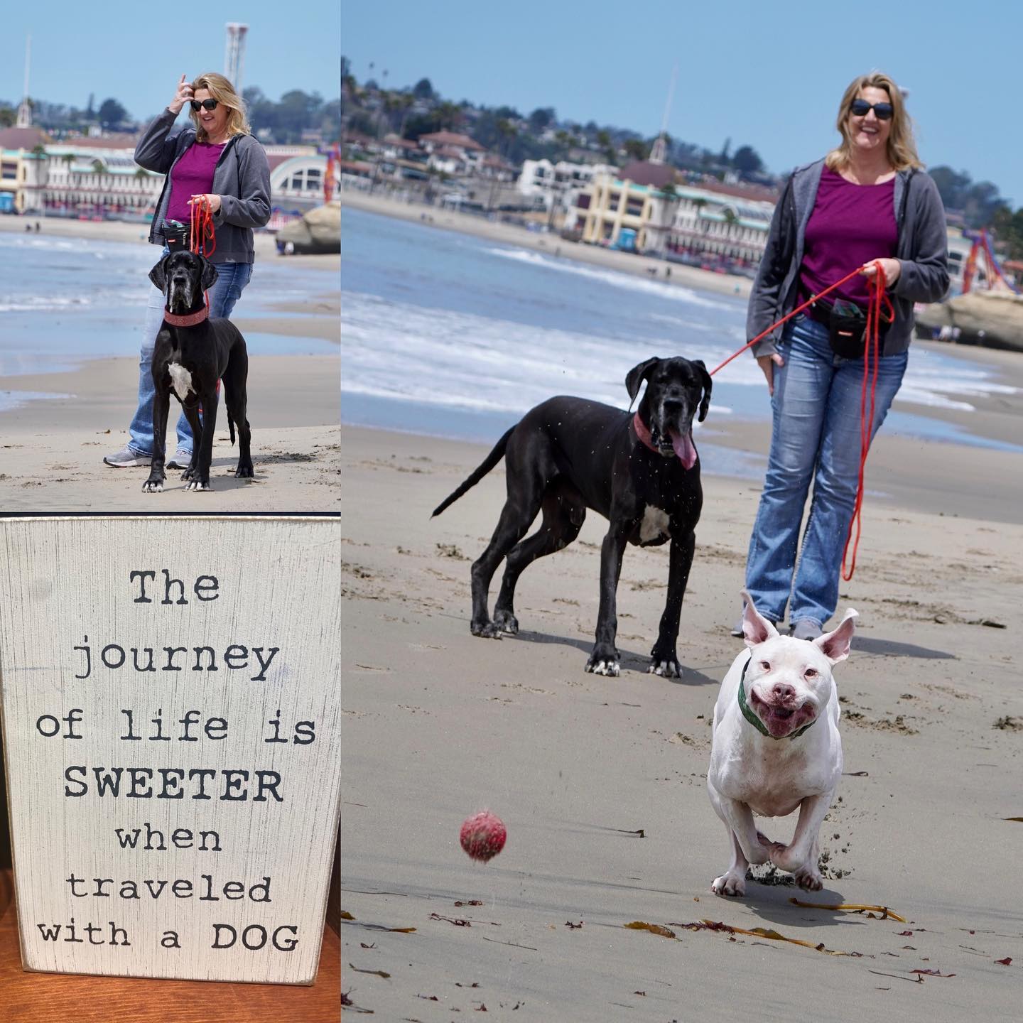 Still love the beach even if all 3 dogs wouldn’t dare touch the water #dogbeachday #someonelovesfetch