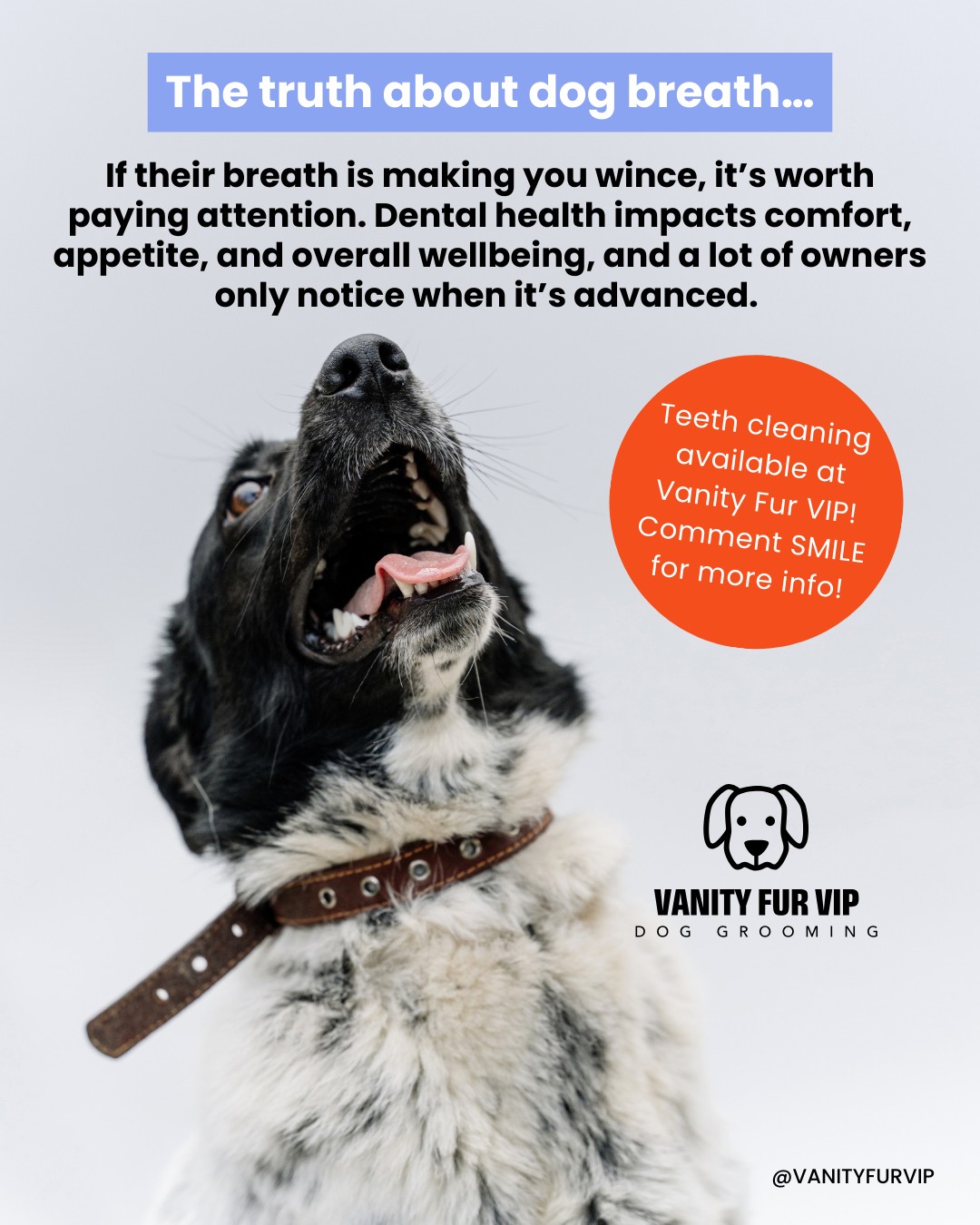 🧡🦷 The truth about dog breath 🦷🧡
If your dog’s breath is making you wince, it’s worth paying attention.
Bad breath is often an early sign of dental disease. And by the time it’s obvious, discomfort may already be there.
Dental health affects so much more than fresh breath. It can impact comfort, appetite, and overall wellbeing, yet many owners don’t realise there’s an issue until it’s quite advanced.
I currently have a limited number of teeth-cleaning slots available. If you’d like to chat about whether this could help your dog, feel free to pop me a message.
Love,
Melanie @ Vanity Fur VIP x
.
.
.
.
.
.
#DogDentalCare #HealthyDogs #VanityFurVIP #NorthYorkshireDogs