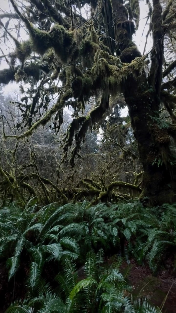 📍Hoh rainforest Washington
#hohrainforest #travel #hiking #rainforest #washington