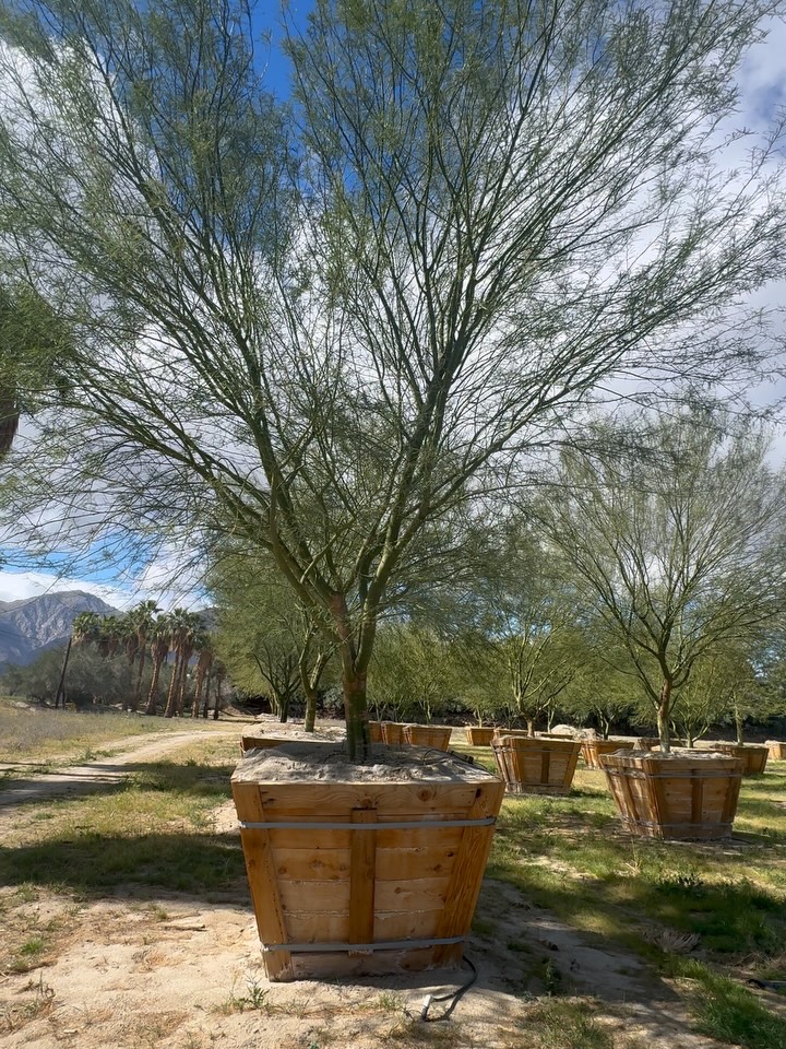 Cercidium x ‘Desert Museum’ — 60” Box
Feathered. Filtered. Fiercely refined.
The desert doesn’t do delicate —
but it does do disciplined.
Desert Museum is hybridized intention:
a cross of palo verde lineage selected not for spectacle alone,
but for structure, stamina, and sunlight choreography.
No thorns.
No tantrums.
No littered lamentations.
Just green bark glowing against cobalt sky —
chlorophyll calligraphy written in negative space.
Those filigreed branchlets?
Photosynthetic finesse.
A canopy that casts considered shade —
never heavy, never hurried.
These 60” boxes are not saplings playing dress-up.
They’re pre-composed silhouettes.
Air, arranged.
Architecture in arboreal form.
In bloom, they don’t merely flower —
they fluoresce.
A gold confetti crescendo against desert blue.
Desert Museum:
Measured.
Modern.
Metabolically masterful.
For landscapes that understand restraint is not absence —
it’s refinement.
#DesertMuseumPaloVerde #Cercidium #PaloVerdeTree #RoadrunnerTreeFarm #CasaDelZorroNursery