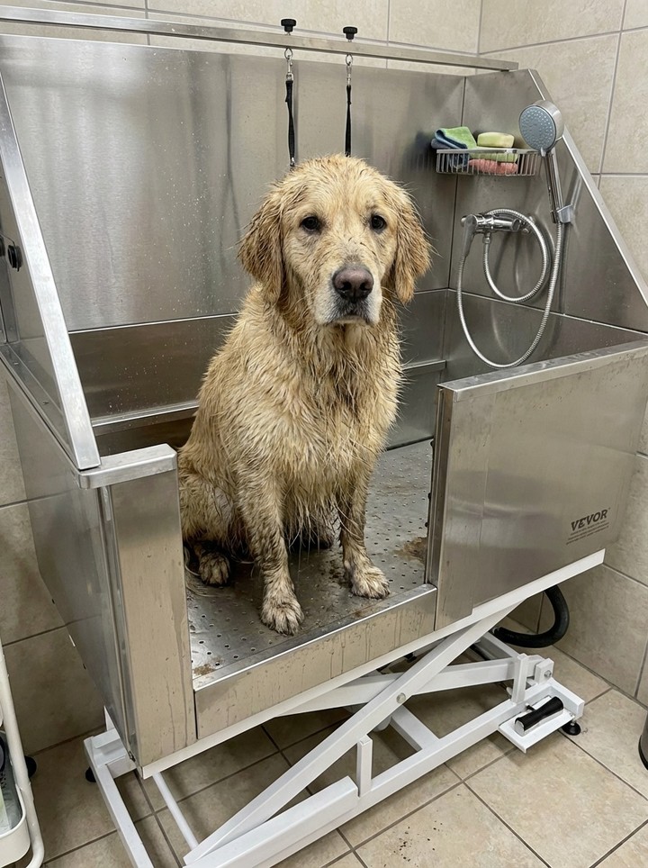 Is your furry friend in need of a bath after all those adventures? ๐ถ๐
Weโre thinking about offering dog baths at Rylynn Remodeling! Would you be interested? Let us know with a ๐พ or tag a fellow pet parent!
#DogBath #WVPets #PetCare #DreamDesignRemodel #HomeImprovement #GeneralContractor
-
๐ฒ (304) 908-3009
โ๏ธ rylynnremodeling@gmail.com
๐ 3218 Teays Valley Rd, Hurricane, WV 25526
