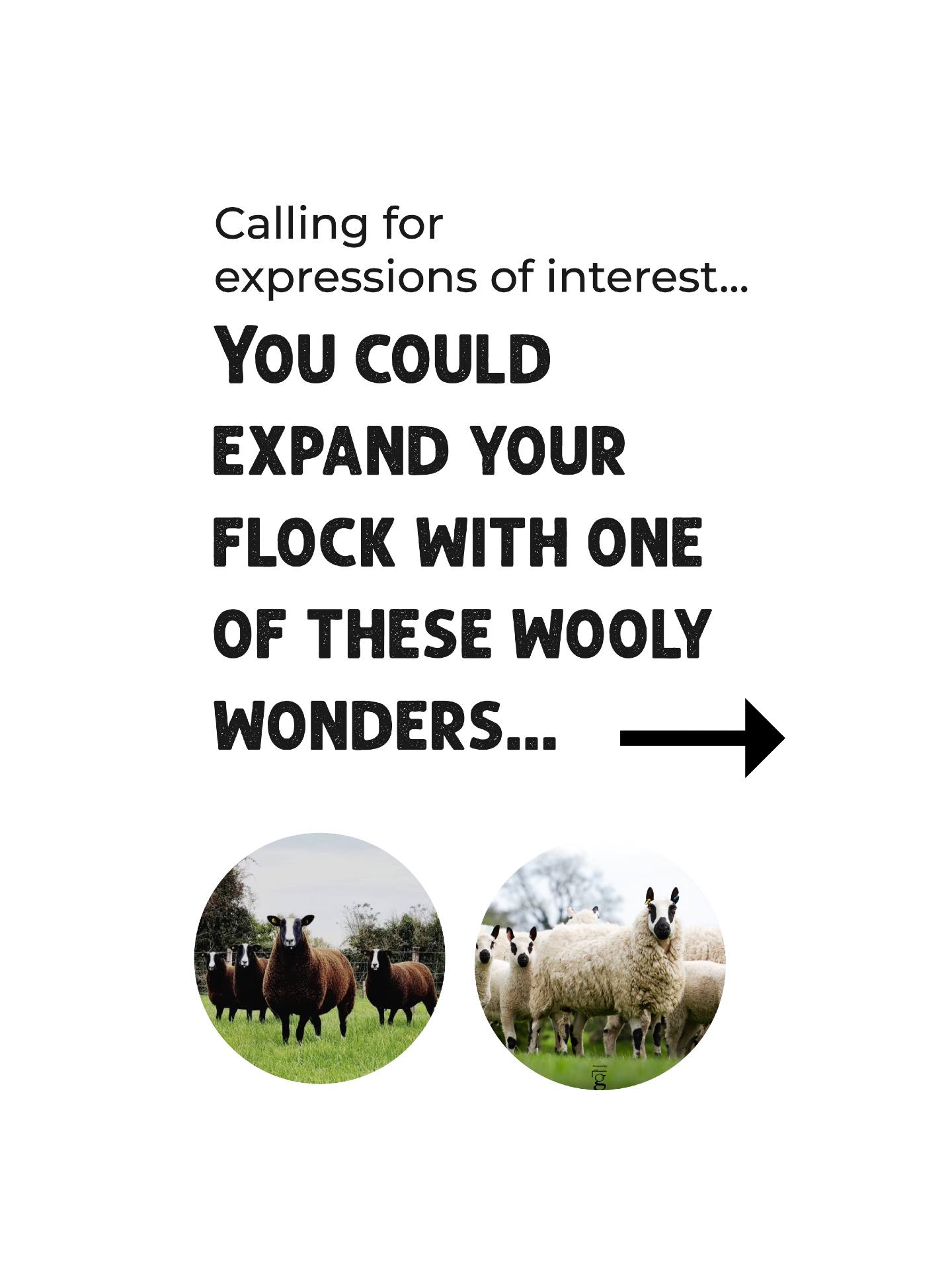 π LOOKING FOR EXPRESSIONS OF INTEREST π
Does the thought of expanding your flock with these wooly wonders make you feel a little 'ewe'phoric?
Say hello to the charming Zwarbtle and the delightful Kerry Hill Sheep β two extraordinary breeds that could soon be grazing on your farm. These remarkable breeds are known for their striking looks and hard-working nature and we are interested in knowing if these are a breed you would like us to bring to NZ.
These could be a "baaa-rilliant" addition to your farm!
Comment below, or email us to express your interest and letβs chat about how these new friends can fit into your herd.
Email: greg@xcell.co.nz