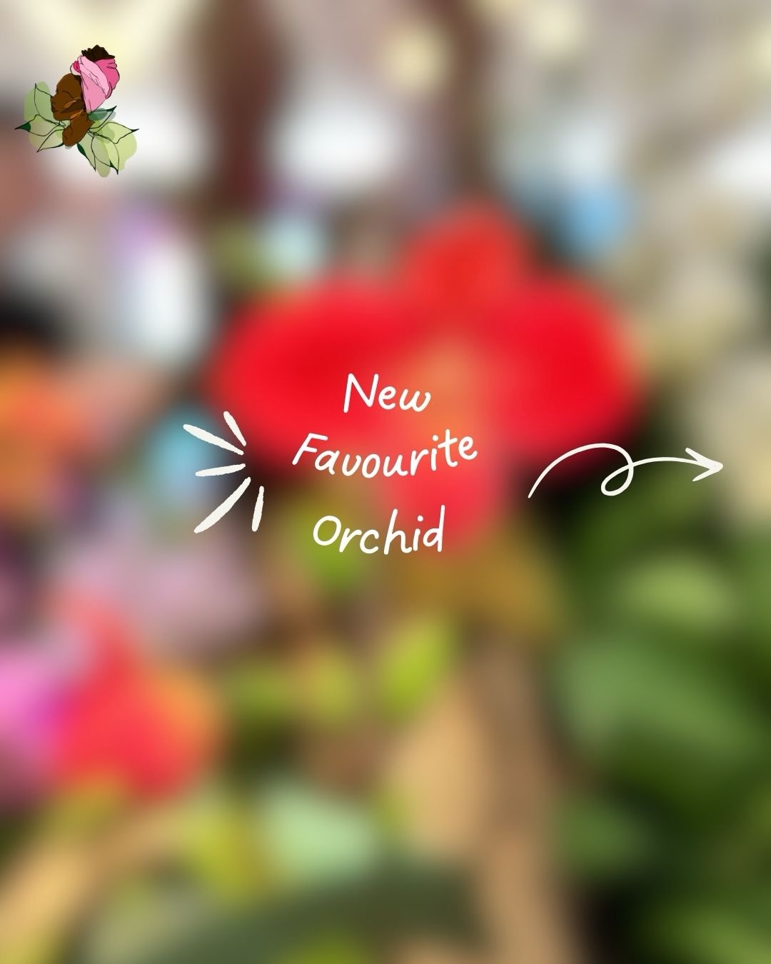 Meet my newest Orchid love: Phragmipedium.
Here’s the care rundown:
• Medium grade potting mix with moisture holding ingredients such as sphagnum moss
• Intermediate to cool temperature (some species prefer it cool)
• Near full light is fine if the leaves can tolerate it
• Keep roots consistently moist, do not allow to dry out completely
• Keep pot sides shaded to prevent overheating
• Use good quality, low sodium water
These Orchids reward you beautifully when you meet them where they are.
📷: me at the @soosorchid (Southern Ontario Orchid Society Show & Sale
#PhragmipediumLove
#OrchidCareTips
#BWPCPlants