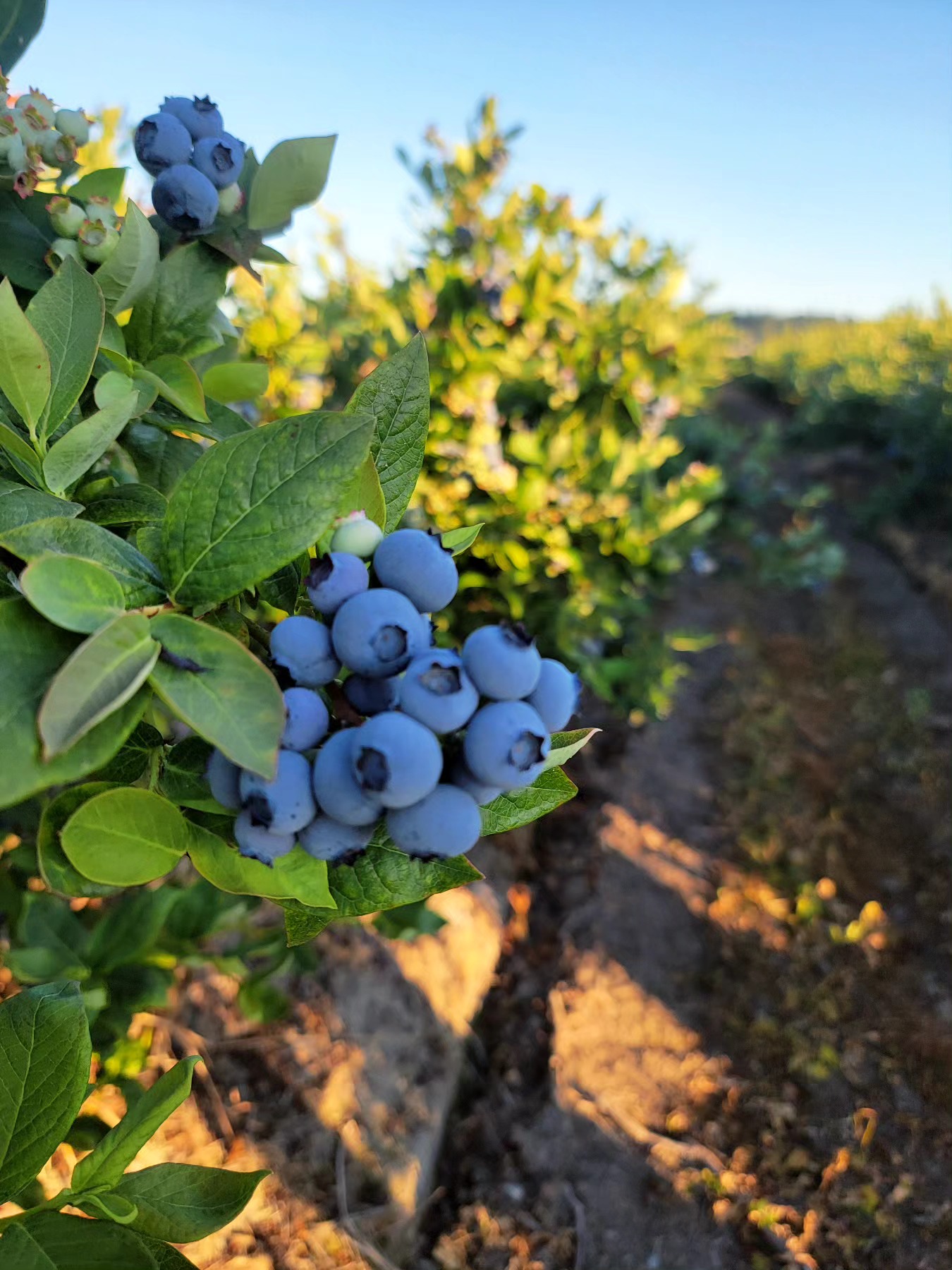 Fresh, juicy blueberries straight from our family farm! Come grab a basket of our hand-picked berries today. Support local, enjoy the farm vibes with your friends and family, and taste the difference. Visit us today at Maskeen Farms.
.
.
.
#MaskeenFarms #BlueberrySeason #FarmFreshBC #SouthSurreyEats #LocalHarvest #FreshBlueberries #SupportLocalFarms #SustainableFarming #BCFarmLife #HealthyEating #FarmToTable #BerryLovers #SummerVibes #FoodieHeaven #GrowYourOwn #OrganicLiving #FreshPicks #CommunityFarms #NatureLovers #TasteTheSeason #Vancouver #Surrey #Berries #Love #Outdoors #Farm