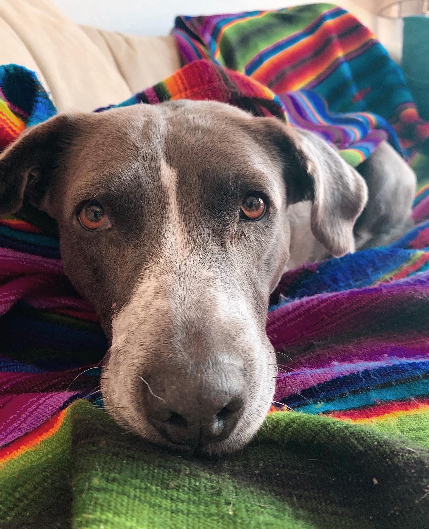 When you realize your regular daily lifestyle qualifies as “quarantine.” #couchpotatoes #quarantineandchill