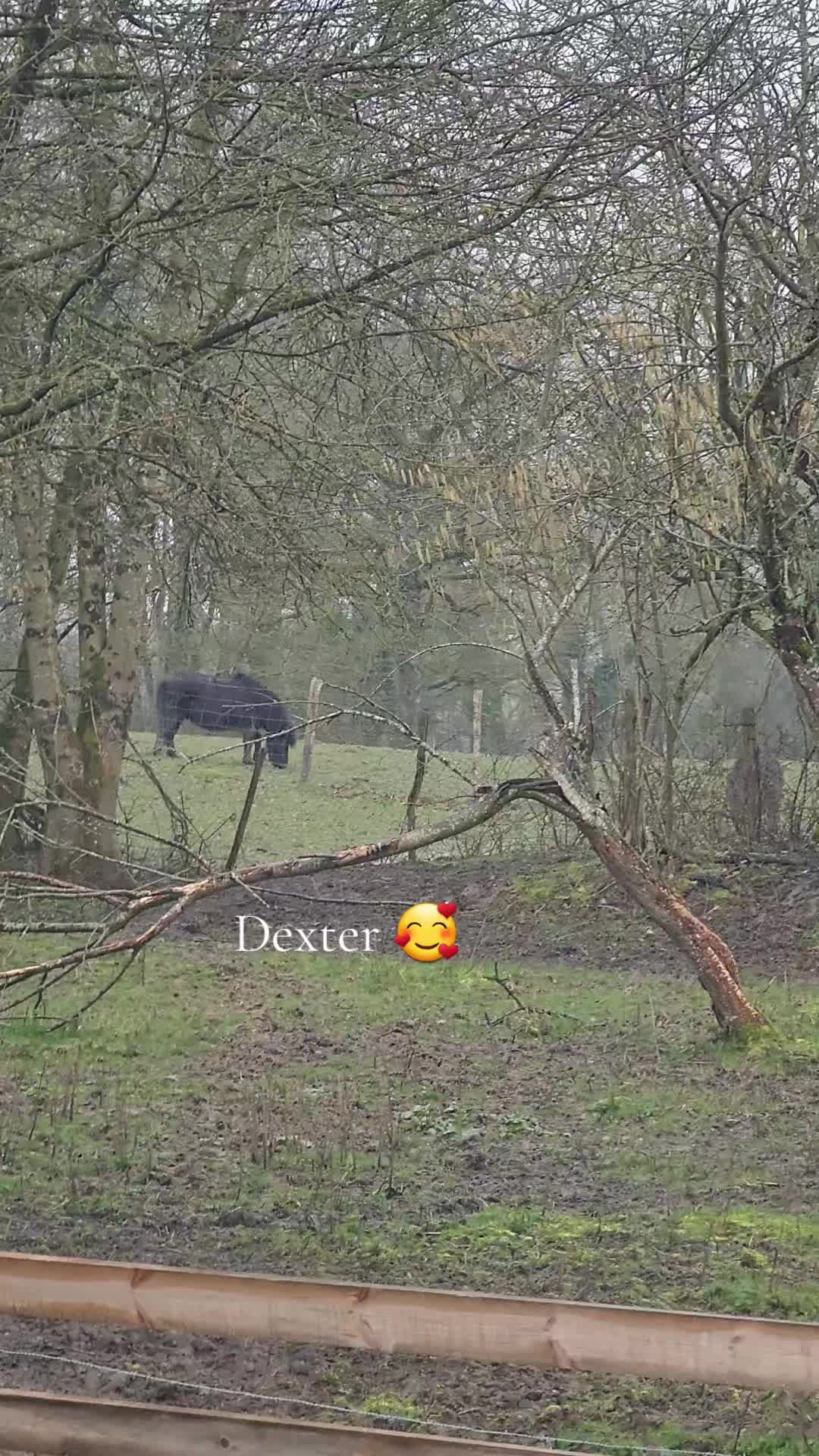 🐎 la vie de poney heureux qui ne partage pas sa brindille d'herbe 🌱
Mon Dexter 🥰
#poney #heureux #ferme #agriculture #fermeles2cocottes