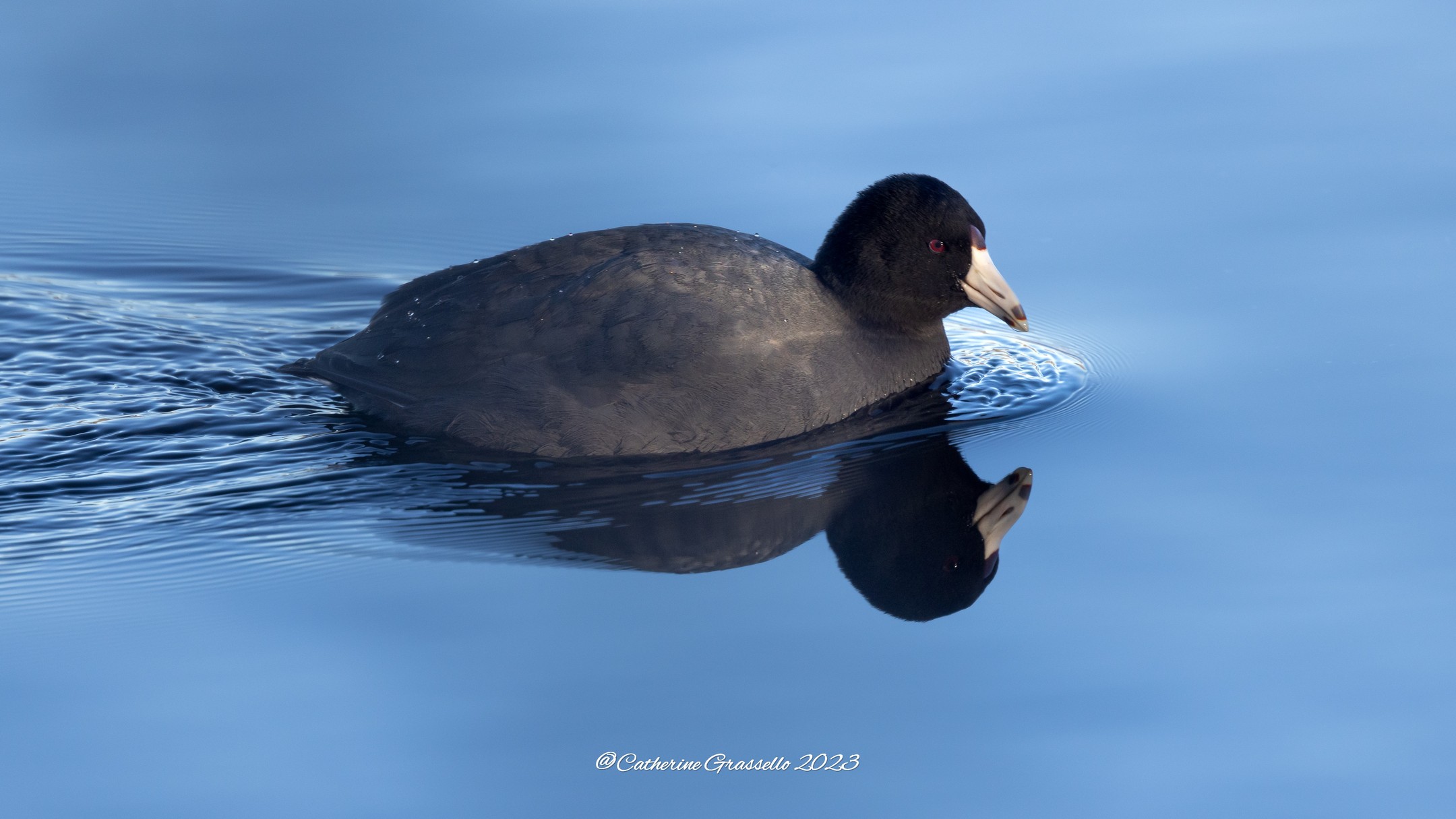 The Coot. Horn Pond. 01.02.2024. I don't believe I have every seen one until today. What an amusing creature. Not a duck at all, which is what I immediately thought. It's a species of rail, no webbed feet, but great talons for digging up whatever it wants. And its feathers and coloring are just beautiful.