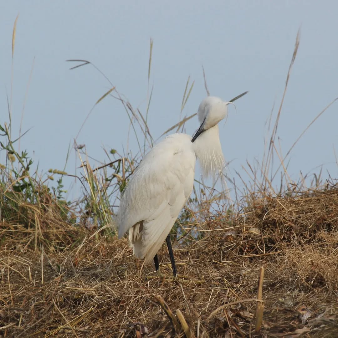 A little egret at Katelios.
#islandwildlife #kefaloniawildlife #kefaloniabirding #guidedwildlifewalks #littleegret