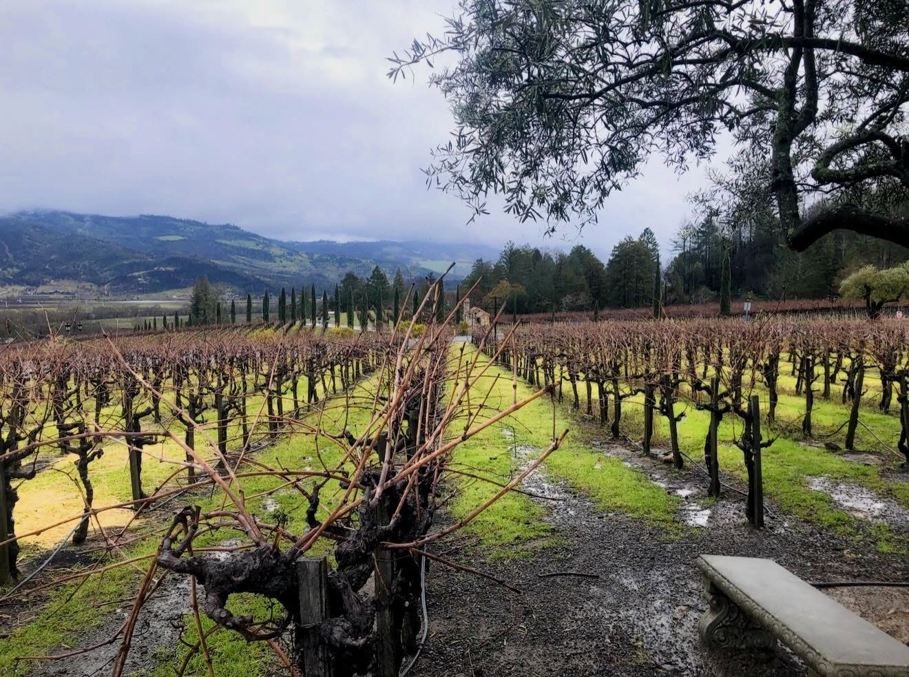 In Napa Valley, even the gray days feel intentional. The vines rest under a soft blanket of clouds, the hills fade into mist, and the world slows to a quiet hush. 🌫️🍇
#vinesofnapa #moodyskies #vineyardviews #visitnapavalley #napavinepass