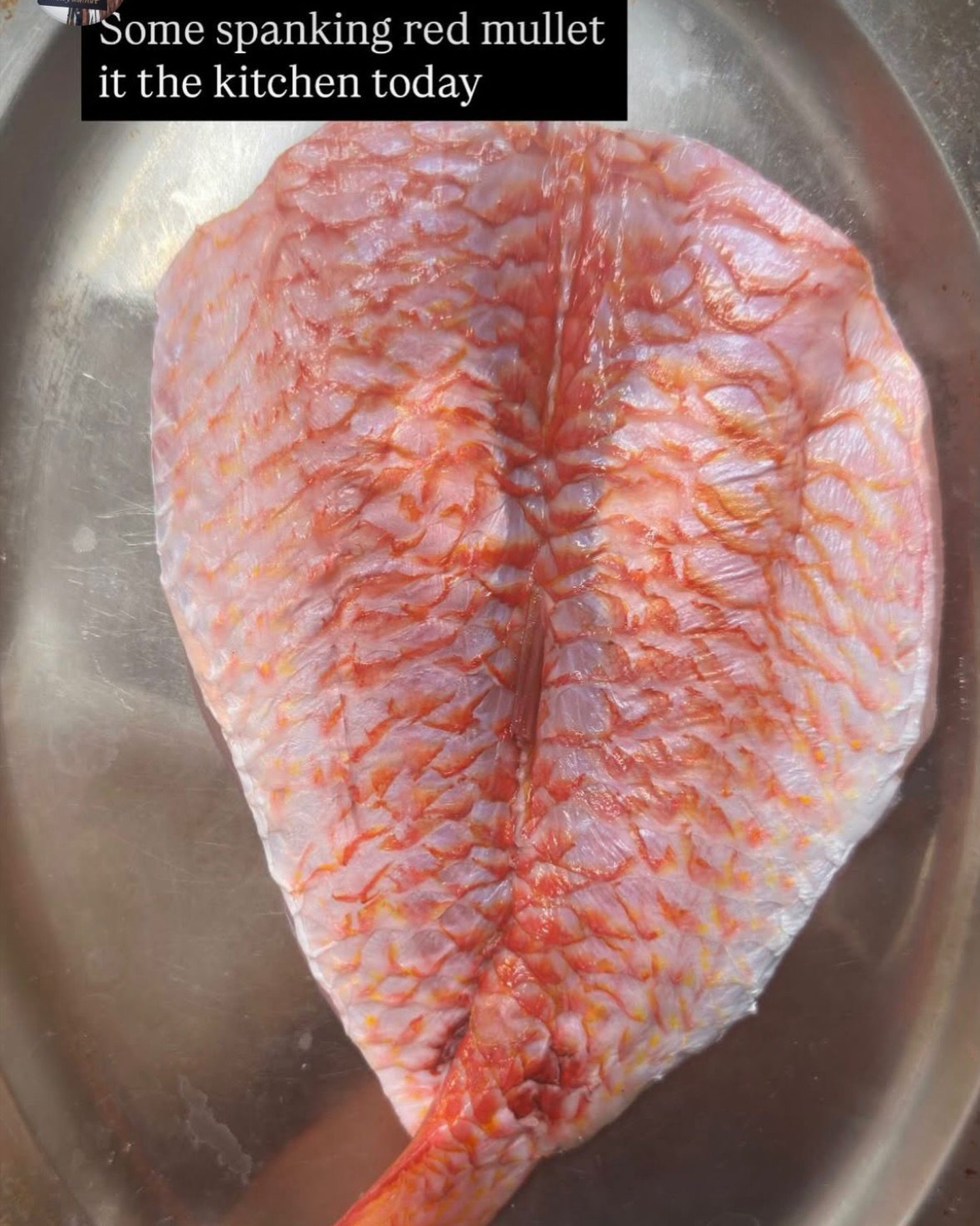 Thank you to the team @sticky_walnut for sharing their butterflied red mullet from today’s delivery.
Such a beautiful fish, and great plate coverage when our team delicately butterfly it.
If you’d like to find out how your kitchen could have the freshest and most beautiful fish on your menu, get in touch with the My Fish team. We’d love to show you what we can do.
In the meantime, give the @sticky_walnut a follow for more deliciousness!
#redmullet #freshfish #fishprep #chefsnorthwest