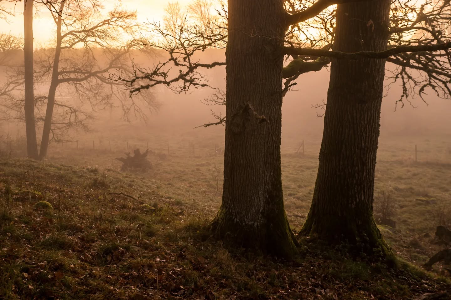 Golden morning.
#innature
#innaturephotos
#morninglight
#goldenlight
#goldenmorning
#öresten