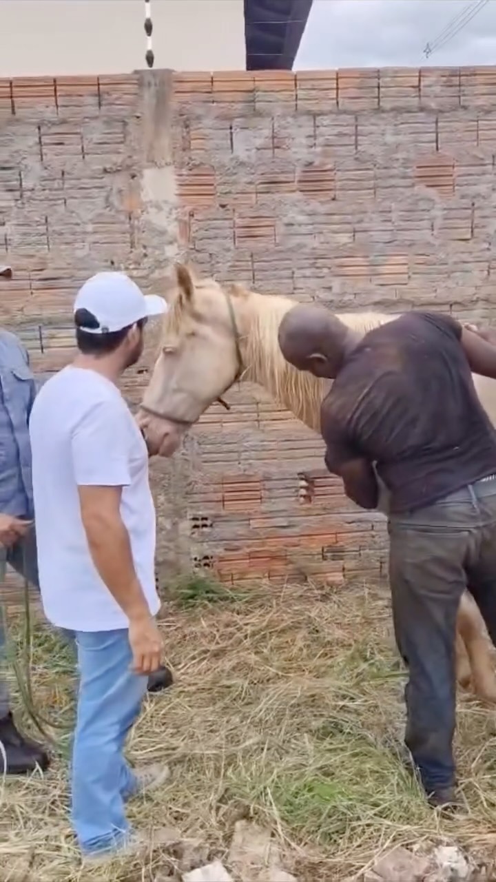 CAVALO É RESGATADO APÓS CAIR EM BUEIRO EM BADY BASSIT
Um cavalo foi resgatado após cair em um bueiro no bairro Pôr do Sol, em Bady Bassitt, nesta quarta-feira. O caso mobilizou moradores da região, que acionaram as autoridades ao perceberem que o animal estava preso na estrutura de drenagem.
O resgate foi realizado pelo Corpo de Bombeiros, com apoio da equipe da Secretaria de Agricultura de Bady Bassitt. A operação exigiu cuidado para evitar ferimentos mais graves no animal, que foi retirado da galeria pluvial e colocado em segurança. 🎥 Secretaria de Agricultura de Bady Bassit . Mais informações no Portal Guilherme Baffi