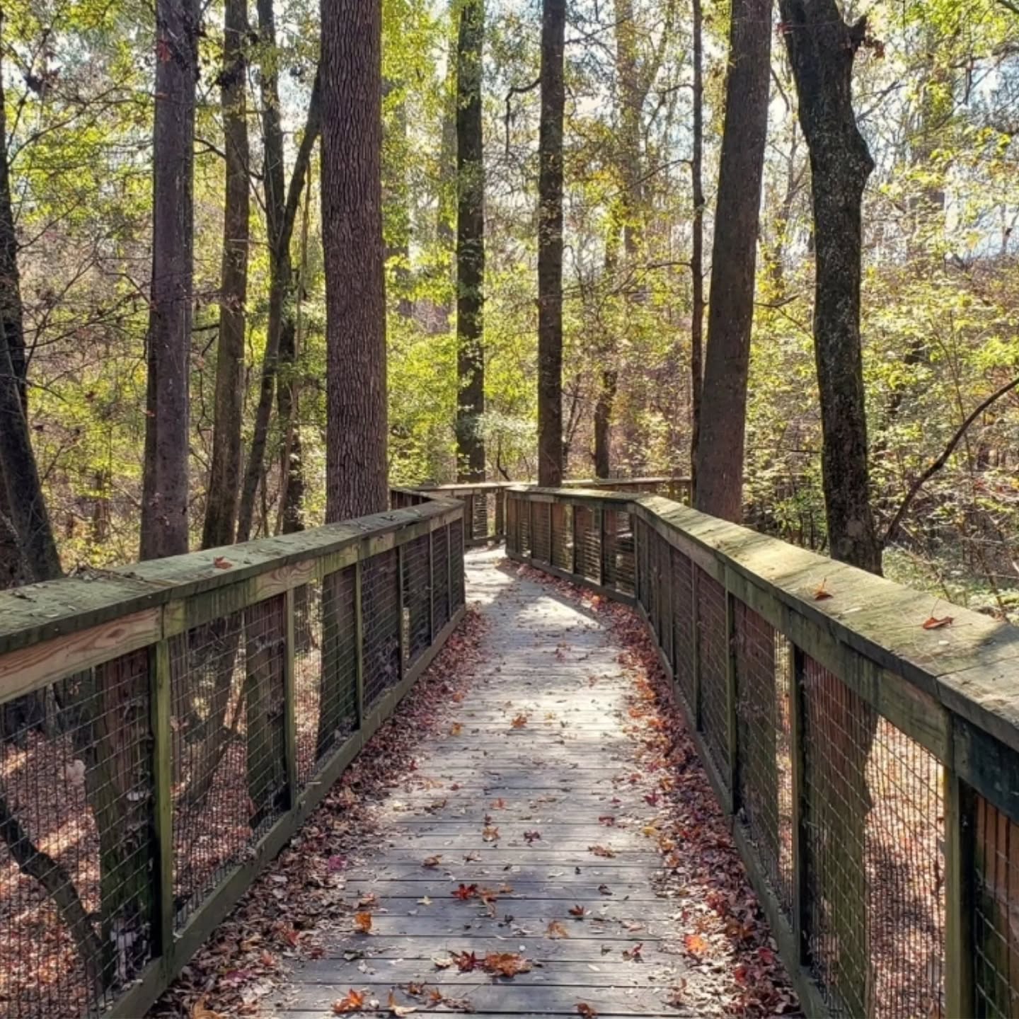 Some of my favorite pictures from Congaree over the years 🧡 Check out my new video - "Ode to America's Worst National Park" a short tribute to this underappreciated gem!
#findyourpark #nationalparks #beautifulplaces #hiddengems #naturegram