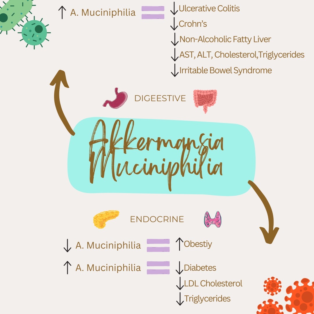 New research has found strong evidence that the probiotic Akkermansia Muciniphilia plays a role in multiple body systems.
The endocrine system and digestive system are two of the most positively impacted systems by A. muciniphilia. The research did also find impacts to skin, respiratory system, nervous system, oral cavity, and motor system.
Check out the blog for more details about how this probiotic and nutrition can have a positive impact on health.
-
#dietitansofig #nutritionresearch #probiotics #nutritionblog