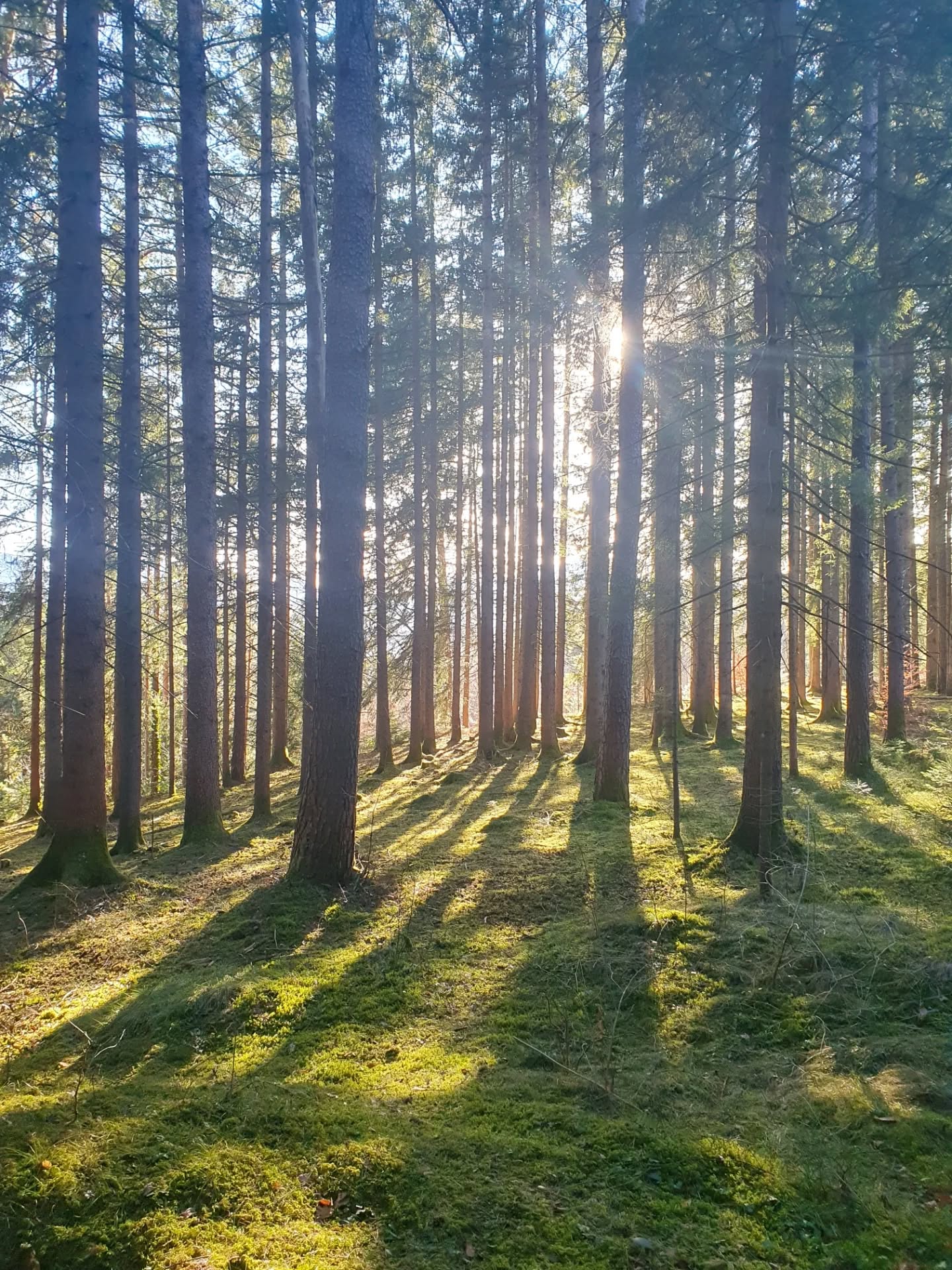 Liebe Baumfreunde, gerade ist es wieder tief winterlich. Das soll uns zwar nicht abhalten in die Natur zu gehen, doch wenn es im täglichen Leben gerade nicht in unseren Ablauf passt, gibt es eine wunderbare Alternative: wir holen uns einfach durch ätherische Baumöle die Kraft des Waldes nach Hause. Das Öl der Fichte beispielsweise wirkt aktivierend und aufrichtend - besonders bei Antriebslosigkeit oder gedrückter Stimmung. Sein klarer, harziger Duft erinnert an einen Spaziergang durch den Fichtenwald, richtet innerlich auf und schenkt neue Frische.
Gerade im Alltag wenn Energie und Motivation etwas absinken, kann der bewusste Einsatz von ätherischen Baumölen eine wohltuende Unterstützung sein.
#diebaumfachfrau#baumkontrolle#baumberatung#waldbaden#waldaromatherapie