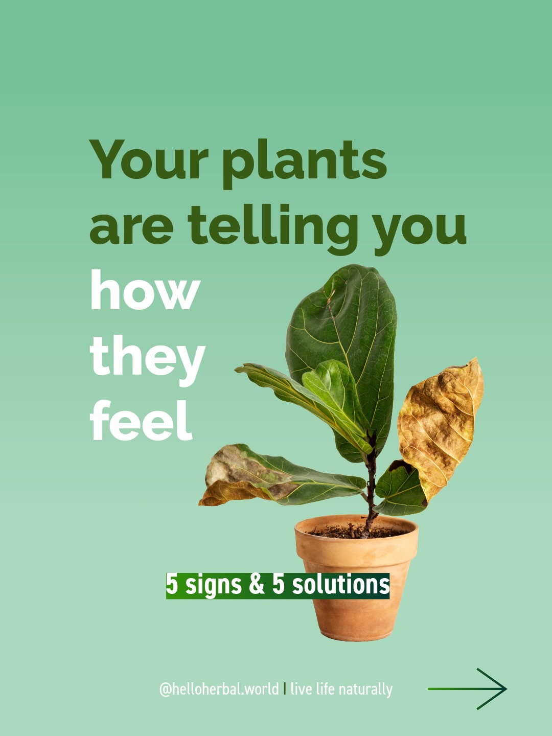 Your plants are talking. Are you listening? 🌿
Every droopy leaf, crispy tip, or yellowing stem is your plant’s way of asking for help.
Once you learn to read the signs, caring for them becomes so much more intuitive — and a lot less guesswork.
Swipe through for 5 common plant SOS signals and exactly what to do about them 🪴✨
Save this for the next time your plant is feeling a little off!
💬 Which sign do you recognise most in your plants? Tell me in the comments!
💚 I would love to welcome you as a follower of @helloherbal.world so I can share more tips, recipes and DIYs to live life naturally
#plantcare #houseplants #plantparent #indoorplants #livelifenaturally