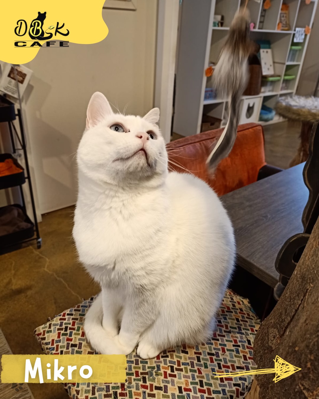Hoi, ik ben Mikro.
Ik ben het zonnestraalkind van het café, als er ergens een warm plekje is, vind je mij daar.
Ik hou ervan om me uit te rekken, te luieren en heel belangrijk onderzoek te doen naar… zachte dekentjes.
Ik ben snel afgeleid: een geluidje, een speelgoedje, een vlieg die toevallig voorbij komt, alles is een avontuur.
Maar let op: van energiek naar diepe slaap gaan kan bij mij in drie seconden gebeuren.
Mijn ideale dag?
Een beetje spelen, een beetje slapen, een beetje zon, en heel veel liefde van iedereen.
Als je me ziet, voel je vrij om hallo te zeggen…
maar als ik net in mijn powernap zit, zie ik je straks.