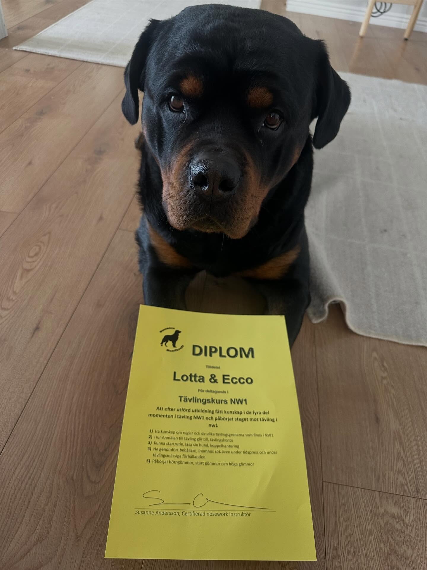 Closing NW1 with a real competition feeling 🐾
Yesterday was the final session of our Nosework course (NW1 with competition focus).
This course has been so much fun, inspiring, and filled with new knowledge and experience.
A huge thank you to @susanneshundkraft ❤️
Yesterday we had a competition setup:
Three searches:
• One in the hallway
• One in the living room
• One container search in the kitchen
Ecco nailed the first search in 16 seconds.
Beautiful indication. I was completely in sync.
In the second search (the container search in the kitchen), he indicated immediately.
I wasn’t with him at all… and asked him to continue.
Time ran out. Zero, completely my fault.
In the third search, he paused by the edge of a table.
I interpreted it as an indication and called “mark”.
We had plenty of time and I should have let him continue working.
He found the hide shortly after and gave a very clear indication. But since I had already called “mark,” it was another zero (on me again😩).
So incredibly educational.
This truly is a handler’s sport.
The dog does his job.
It’s me who needs to:
• Trust more
• Read better
• Dare to wait
Trust isn’t just saying you trust your dog.
It’s standing still when it feels uncertain.
Not interfering with the process.
Letting your dog be right, even when you doubt yourself.
Now we continue training what we’ve learned.
And hopefully we’ll enter a “real” competition before the autumn NW2 course begins
#nosework #noseworktraining #dogtraining #rottweiler_world #rottweiler