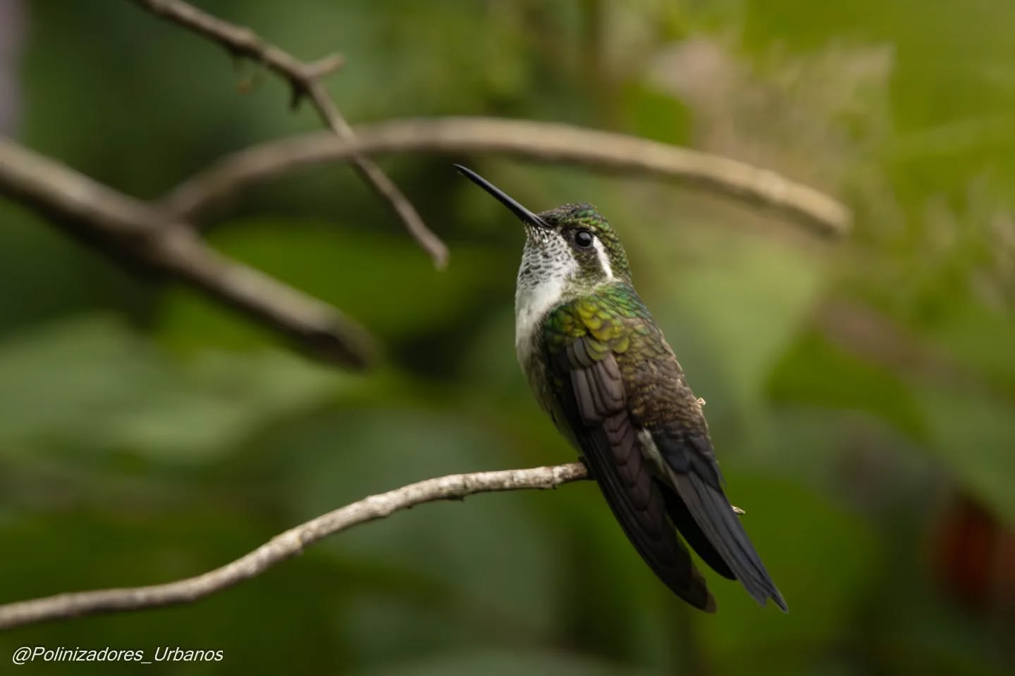 Diversidad de colibríes en la Reserva de la Biosfera Volcán Tacana🗻
Ayer nos salíamos del contexto urbano para conocer más de la biodiversidad que habita en esta reserva, existen varias especies de colibríes en el area del volcán y a nosotros nos tocó ver 4 de ellas.
Esto nos recuerda la increíble biodiversidad que tenemos en el estado de Chiapas.
#colibries
#biodiversidad
#fotografia
#naturaleza
#volcantacana