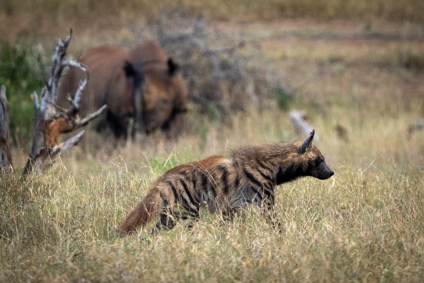In the foreground, a striped hyena. In the distance, Ekwang — one of Loisaba’s eastern black rhinos.
Striped hyenas are listed as Near Threatened, facing pressures from habitat loss and conflict. Shy and largely nocturnal, they are rarely in the spotlight — yet they play a vital ecological role as scavengers, recycling nutrients and helping keep ecosystems healthy.
Black rhinos, by contrast, are among Africa’s most high-profile conservation species. As a flagship and umbrella species, the intense protection, security, monitoring, and habitat management required for rhinos safeguards the entire landscape they inhabit.
At Loisaba Conservancy, protecting rhinos means protecting everything that shares their habitat — from iconic megaherbivores to elusive carnivores like the striped hyena.
When we conserve one, we conserve many.
Photo © Jamie Lucas
#LandConnectedLifeProtected #WildlifeConservation #HyenaFacts #BlackRhinoProtection #EcosystemHealth #BiodiversityMatters #HabitatPreservation #NaturePhotography #EcologicalRole #ConservationEfforts