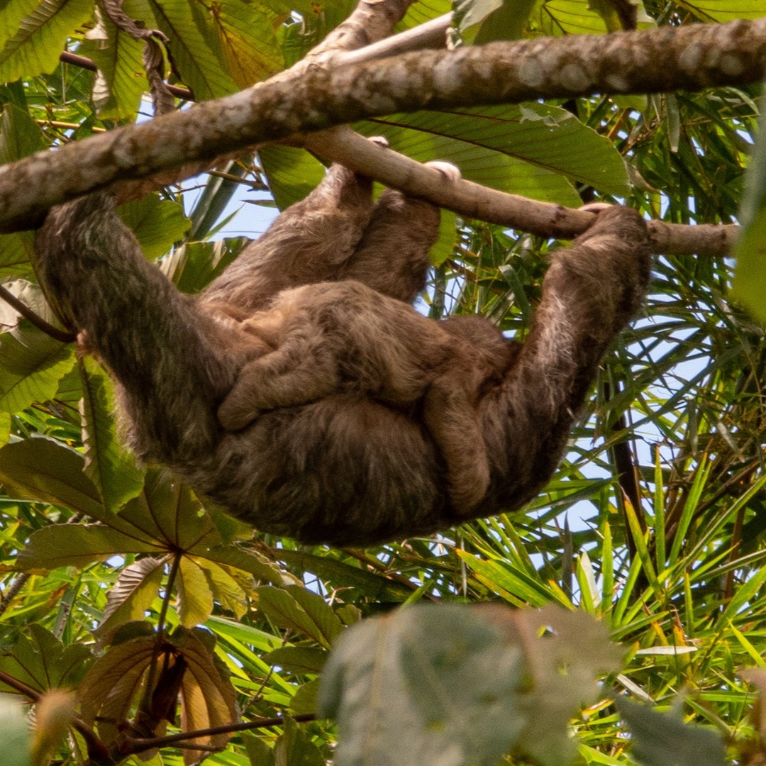 Mama three-toed sloth and baby, just hanging around
#motherlove
#baby
#cosleeping
#lactanciamaterna
#mothernature
#sloth