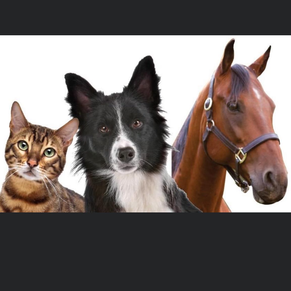 NBLA Members are invited to hear Newtown Attorney, Rosanna Rogers, speak on the subject of planning for your pets in the case of your death, incapacitation or in emergency situations. Our animals are dependent on us. What happens to our horses, dogs, and cats when we are not there to take care of them? Learn the ins and outs of giving your pets a secure future.
If you wish to attend but are not a member, you may join at the meeting.
Sal e Pepe is a great place to have dinner before the meeting!
Please RSVP to Newtownhorses@gmail.com