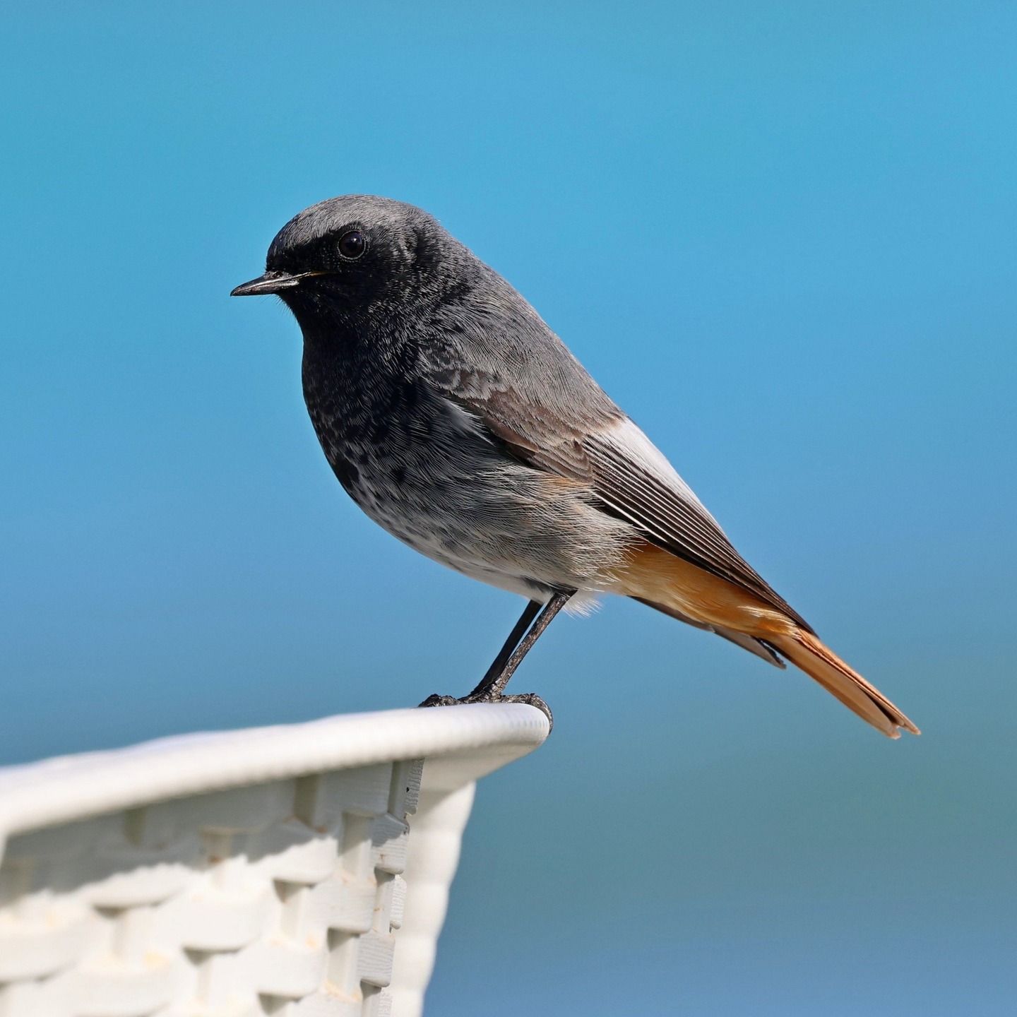 A black redstart watching us eat our lunch at Katelios.
#islandwildlife #kefaloniawildlife #kefaloniabirding #guidedwildlifewalks #kefaloniawildlife
