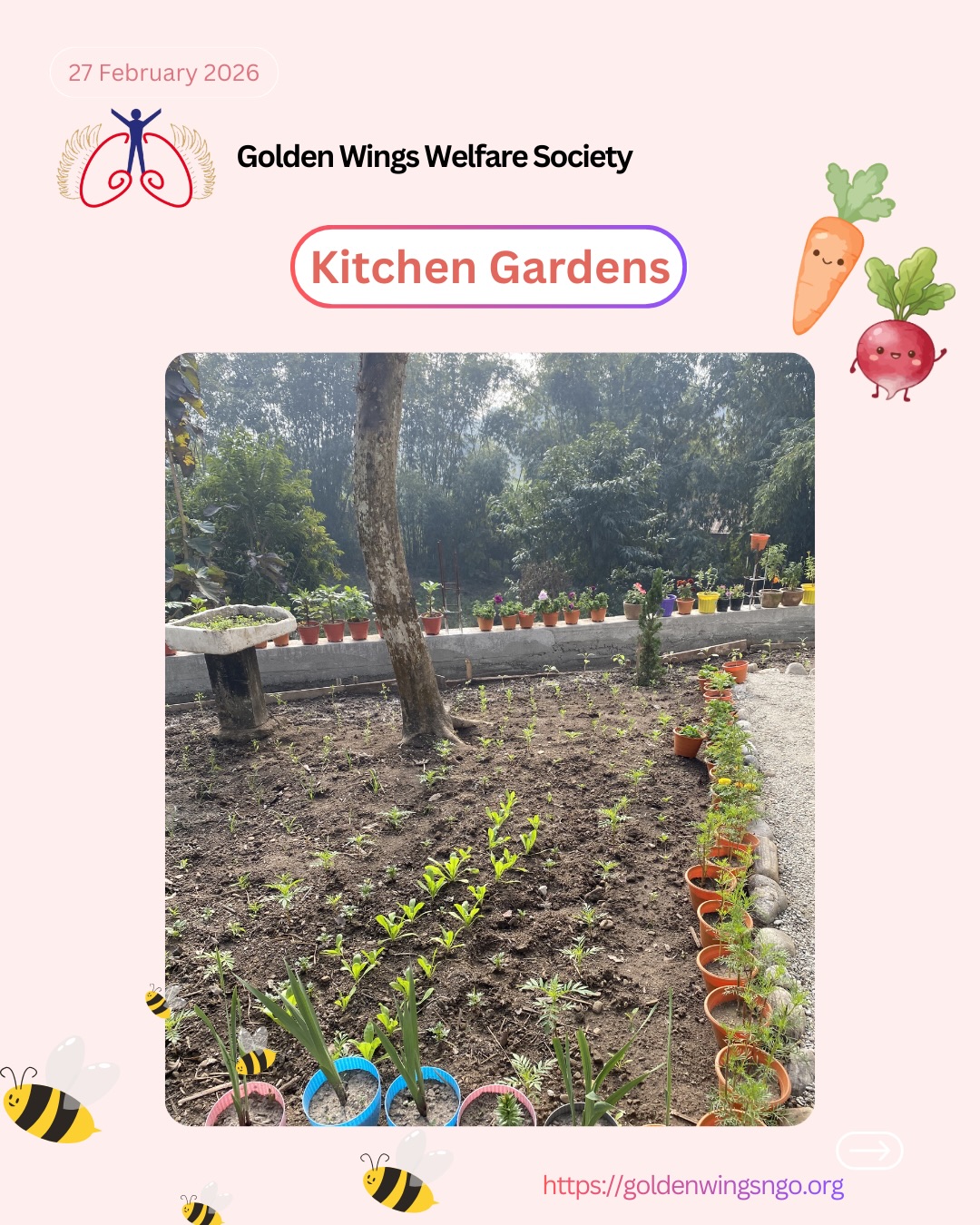 When we think about a classroom, we usually don’t think about a garden. However, we would like to revolutionize how classrooms are thought of through kitchen gardens. If a child receives a nutritious meal after classes, then he or she doesn’t have to work for hours after school to afford to eat at night. This also means the child will spend more time learning in class, and more time eating nutritious home grown food.
We have already broken significant ground here. We are starting off by growing a few hundred pounds of vegetables including tomatoes, beetroots, carrots, cabbages, and more, planning to scale this up in the near future. We have planted over 30 fruit trees, and 70 palm trees. We are committed to fighting against caste system discrimination that has caused child labor, rampant malnutrition, and poorly funded public school systems. We are committed to ensuring the wellbeing and nurturing of our students not only through weekly classes in critical subjects, but also through a kitchen garden.
#goldenwings #ngo #youthempowerment #india #naxalbari