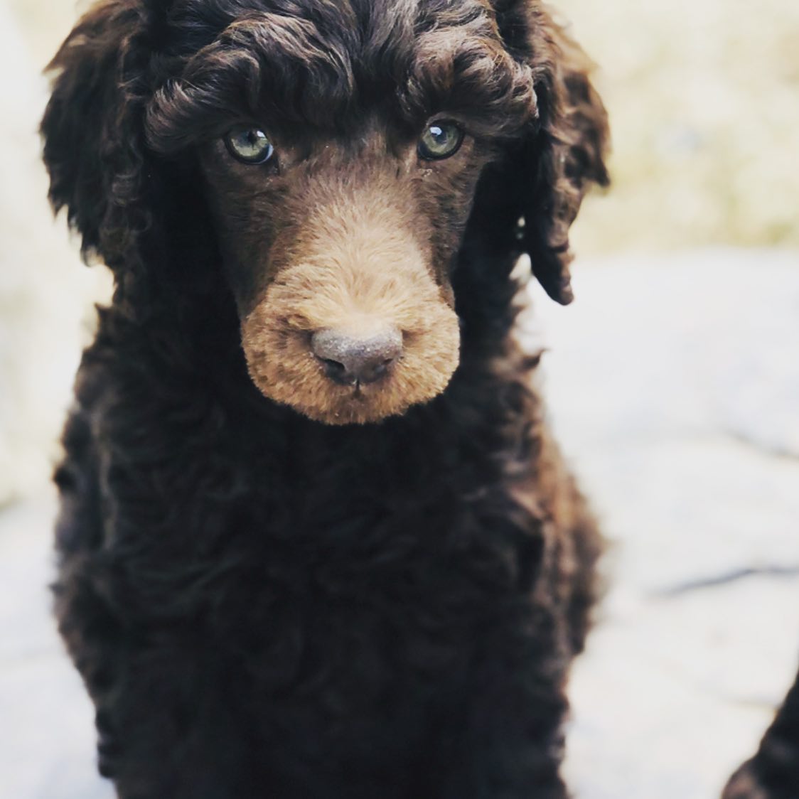 My oh my she has some piercing Eyes!!! .
.
.
.
.
.
#poodlepuppies #poodle #poodlesofficial #poodlepuppy #poodlestagram #poodlered #poodleminitoy #poodlelovers #doglovers #puppylove #puppyoftheday #poodleworld #dog #ilovemydog #doginstagram #tinytoypoodle #tinytoys #bulbul #5weeks #babypoodle #blackpoodle #poodlesg #instapoodle #poodlestyle #partipoodle #redpoodle #apricotpoodle #poodleoftheday #toypoodlelove #frenchpoodleminitoy