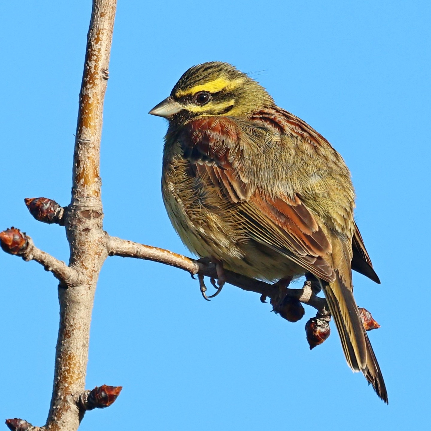 This fluffed up beauty is a cirl bunting. It was very cold (my windscreen was frozen solid) that morning, and yes, I am still in Kefalonia!
#islandwildlife #kefaloniawildlife #kefaloniabirding #guidedwildlifewalks #birdphotography