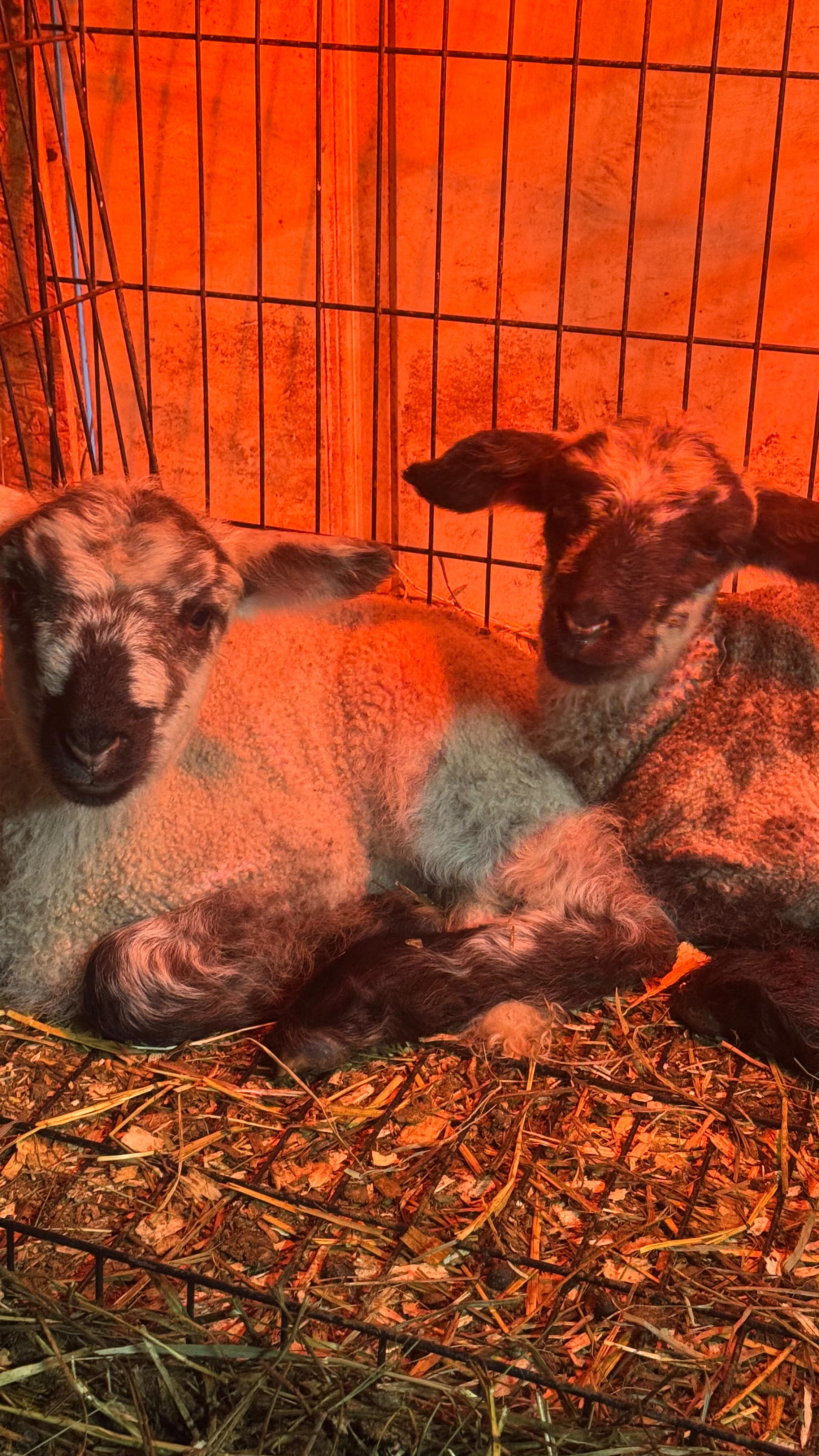 We are enjoying the warmer weather but also cautious of potential dampness - damp is lot more deadlier for lambs then just cold.
On a brighter note Lizzo had twin girls - Stevie & Willow that are just ridiculously cute with their giant ears.
#farmlife #sheep #lambs
