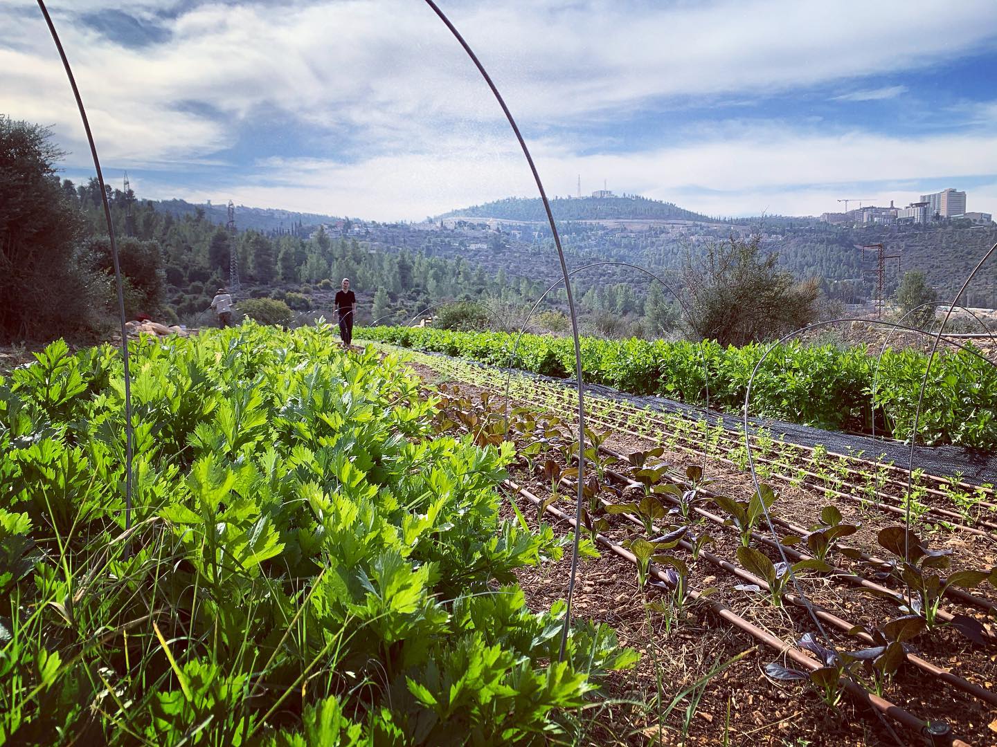 #organic #organicfarming #jerusalem #jerusalemhills #travel #travelisrael #travellocalisrael