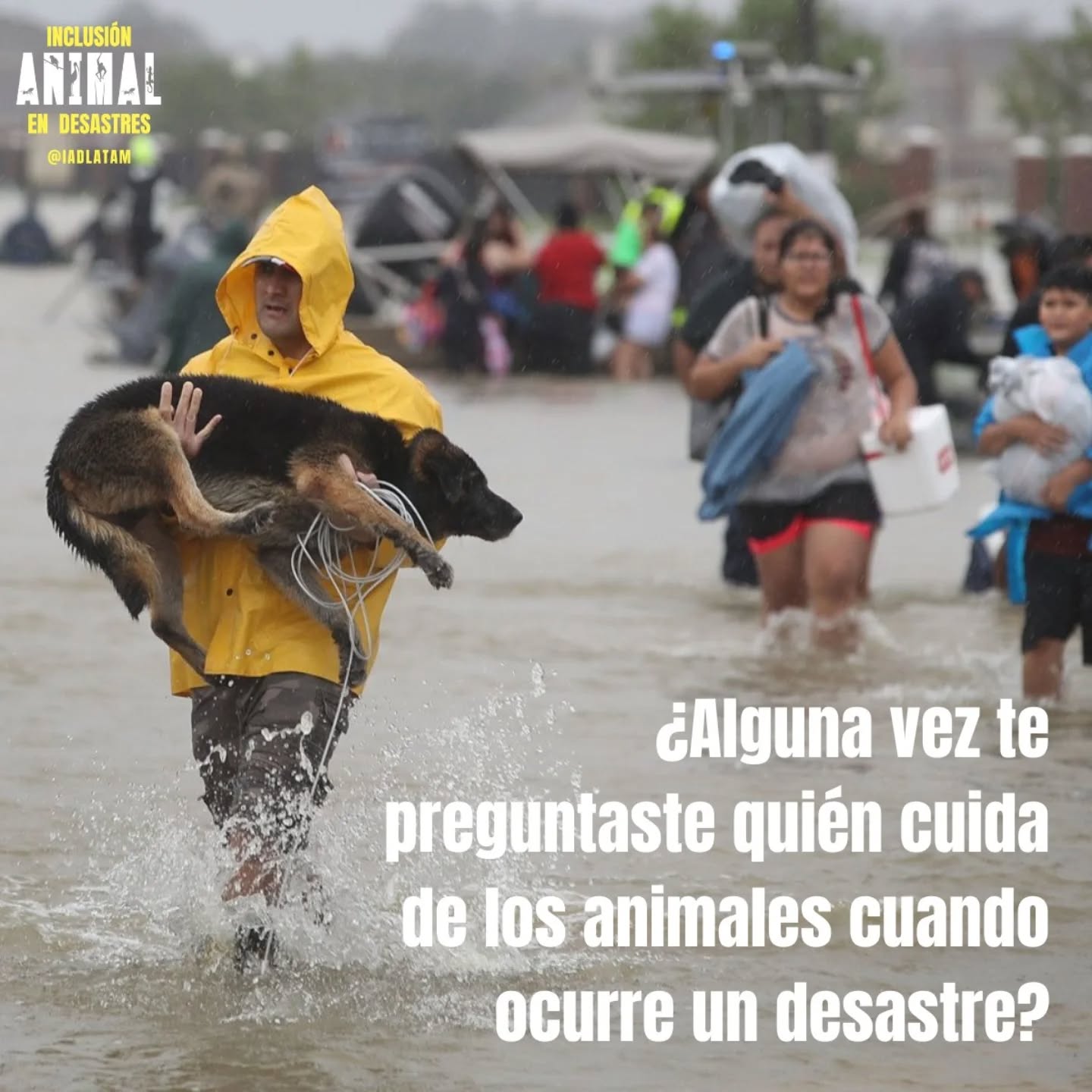 Los desastres no distinguen especies.
Pero las políticas públicas muchas veces sí.
La inclusión animal no es un “extra”, es parte de la resiliencia comunitaria.
Te leo: ¿Crees que los animales están suficientemente considerados en los planes de emergencia en tu ciudad?