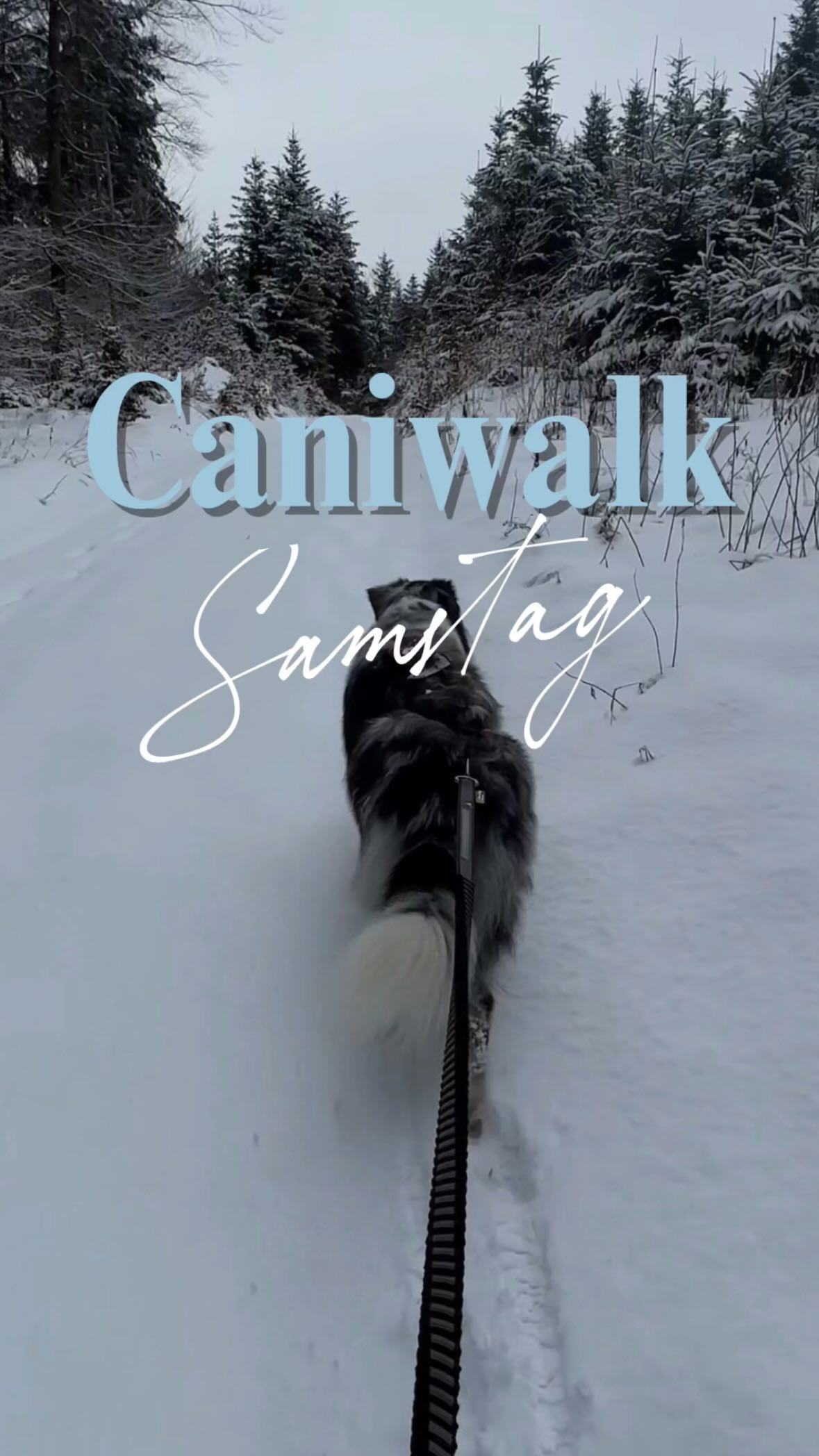 🩵 Caniwalk Runde
Ein Teil des Zughundesports - der Caniwalk.
Ideal zum Muskelaufbau, für zwischendurch, für den Berg, Spaziergänge oder, wenn einfach zu viel Schnee liegt 😉
Für deinen Hund eine richtige Leistung vorne zu arbeiten! Für den Kopf & den Körper.
Has du Caniwalk schonmal mit deinem Hund gemacht?
Möchtest du mehr über die verschiedenen Facetten des Zughundesports erfahren?
Seid dabei am 5.3.26 beim kostenfreien Live Webinar All About Zughundesport!
🗓️ jeden 1. Donnerstag im Monat
🕕 18-19 Uhr
👉🏼 Anmeldung über meine Webseite/ per DM/ WhatsApp
CANIWALK
CANICROSS
ZUGHUNDESPORT