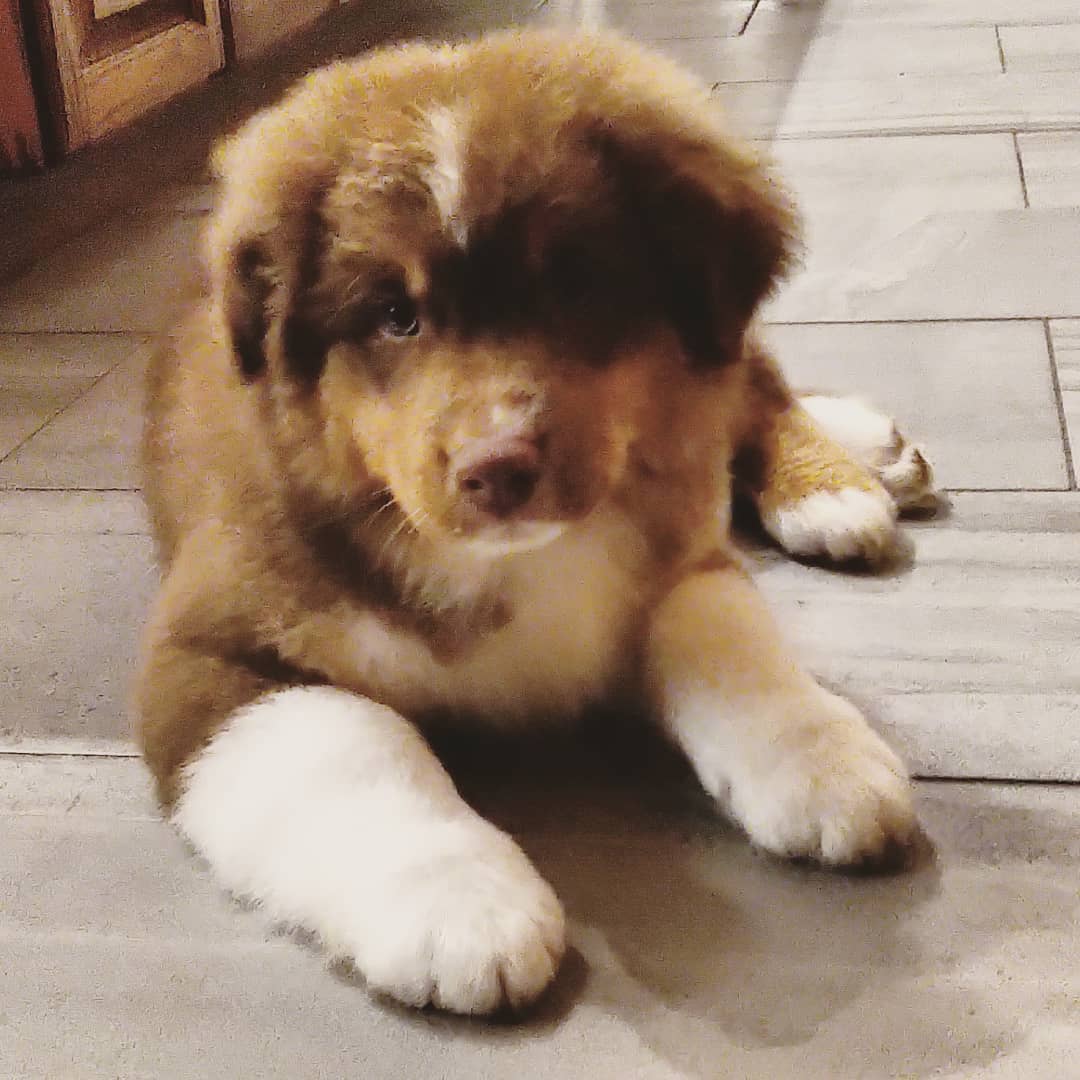 Mr. Col is headed out on a new adventure! It's so hard to imagine that we're puppy free again, but both puppies from our litter have found amazing homes. And as the cherry on top, Col will be so close by that he'll be stopping in for grooms and play dates(that makes his departure only a tad easier). I can't wait to snuggle his huge mug again soon, miss you already Col-y💗💗💗 If you see him walking the streets of Exeter, give him a pet from his "OG" mom ☺️ #ausableriveraussies #bigreddog #GrimmxHarlan #babygrimmie