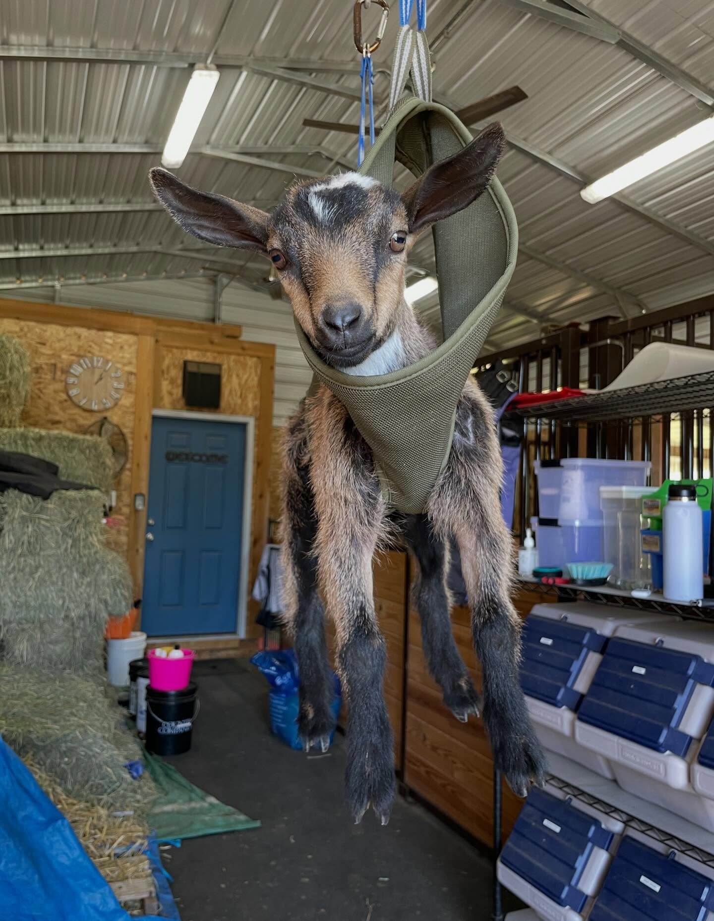 Baby Sprinkle vs Yearling Sprinkle… so cute!! Sprinkle will be kidding as a 2yro FF here in March. She is paired with Hanson Hideaway MM Jack Frost *B VEE 87. Go check it out on our website at www.rockin-j-farm.com, reservations are FREE!
#farm #farmlife #homestead #nigeriandwarfgoats