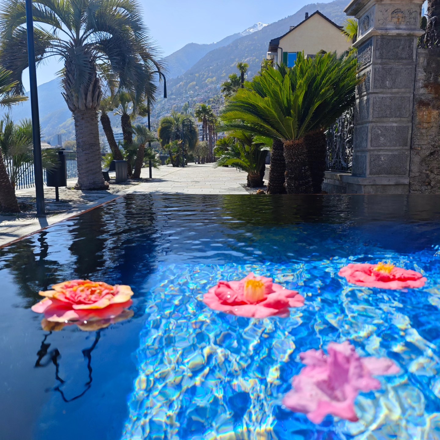 Keine Warteschlangen am Flughafen und keine langen Reisen – komm einfach nach Brissago! Geniesse die traumhafte Seepromenade und die wunderschöne Natur. Was will man mehr?
----
Niente code in aeroporto e nessun viaggio lontano – basta venire a Brissago! Una passeggiata meravigliosa e natura mozzafiato ti aspettano. Cos’altro serve?
---
No airport lines, no long trips – just come to Brissago! Enjoy the amazing lakeside promenade and stunning nature. What else could you need?
#brissago #brissagoislands #visitbrissago
#visitticino #ticino #ticinoturismo #switzerland #switzerland🇨🇭 #travel #swiss #swissriviera #brissago4u #lake #boat
#fineartphotography
#swissalps #swissculture #loves_united_switzerland #switzerlandwonderland #got_greatshots #planet_earth_shots #suissebook #discoverthealps #discoverswitzerland
#mybrissago
@mybrissago
@lidobrissago
@tcbrissago
@bahiabrissagosnackbar
@cantina.giromit
#cantina.giromit
@aziendavitivinicolachiappini
#aziendavitivinicolachiappini