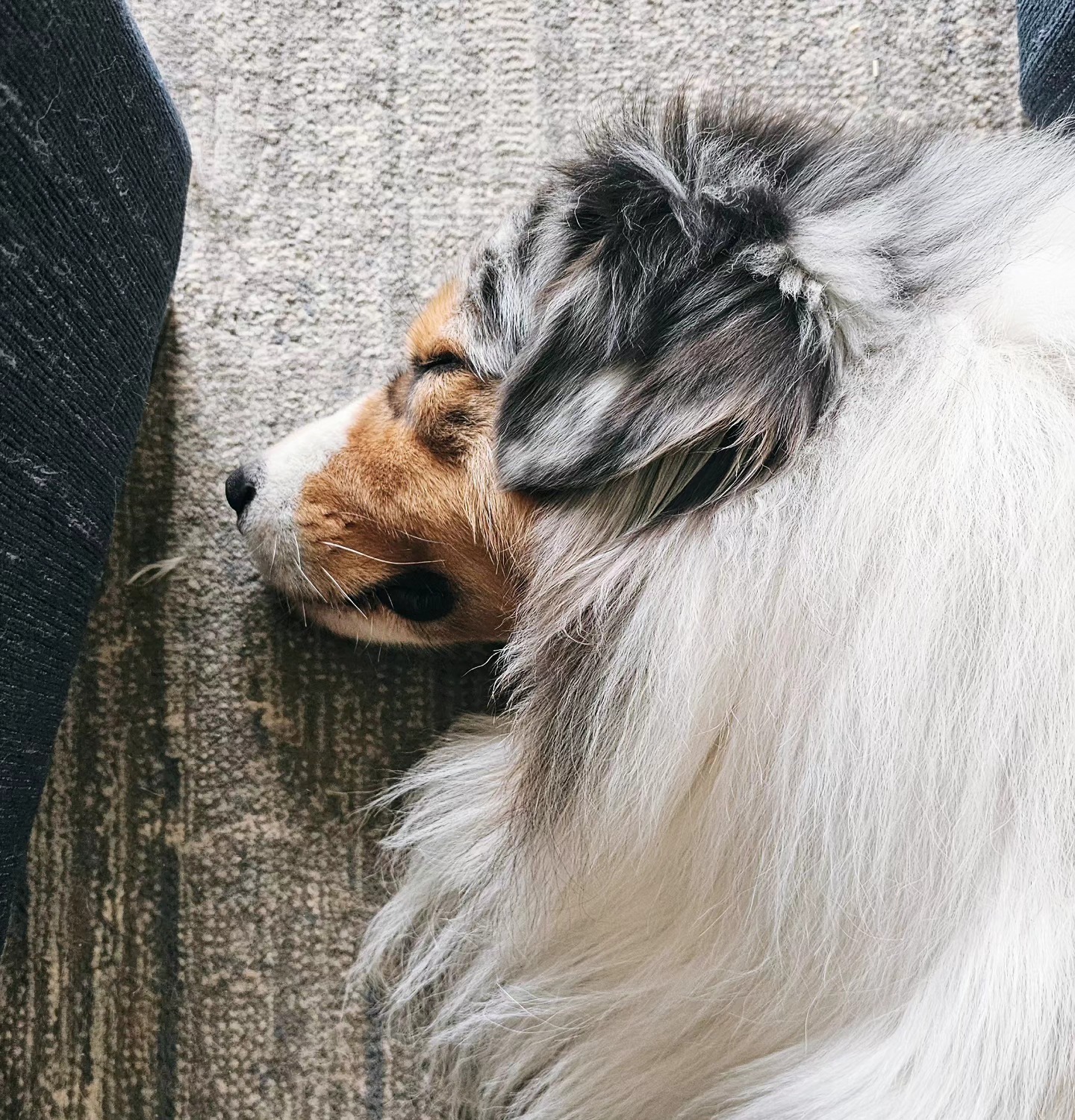 Team nap day! ๐พ