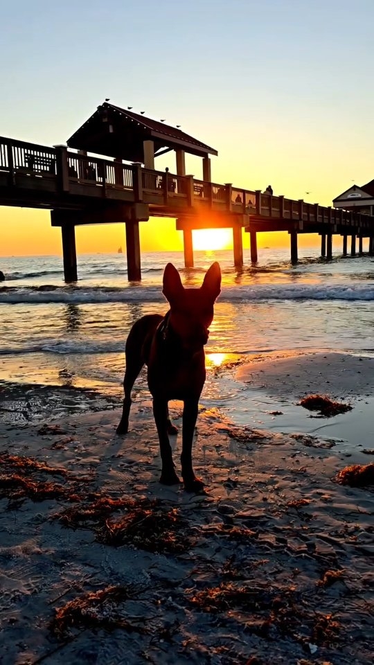 Beautiful Sunset with Chinese Red Rog Rieka Clearwater Beach
@visitspc
-
Laizhou hong chinese red dog
-
Nothing for sale, DM to inquire about the breed!
-
dutch shepherd sighthound #rarebreed #protectiondog #chinesereddog beauceron schutzhund protection dog psa german shepherd guard dog trainer preservation chinese red dog #dobie #laizhouhong