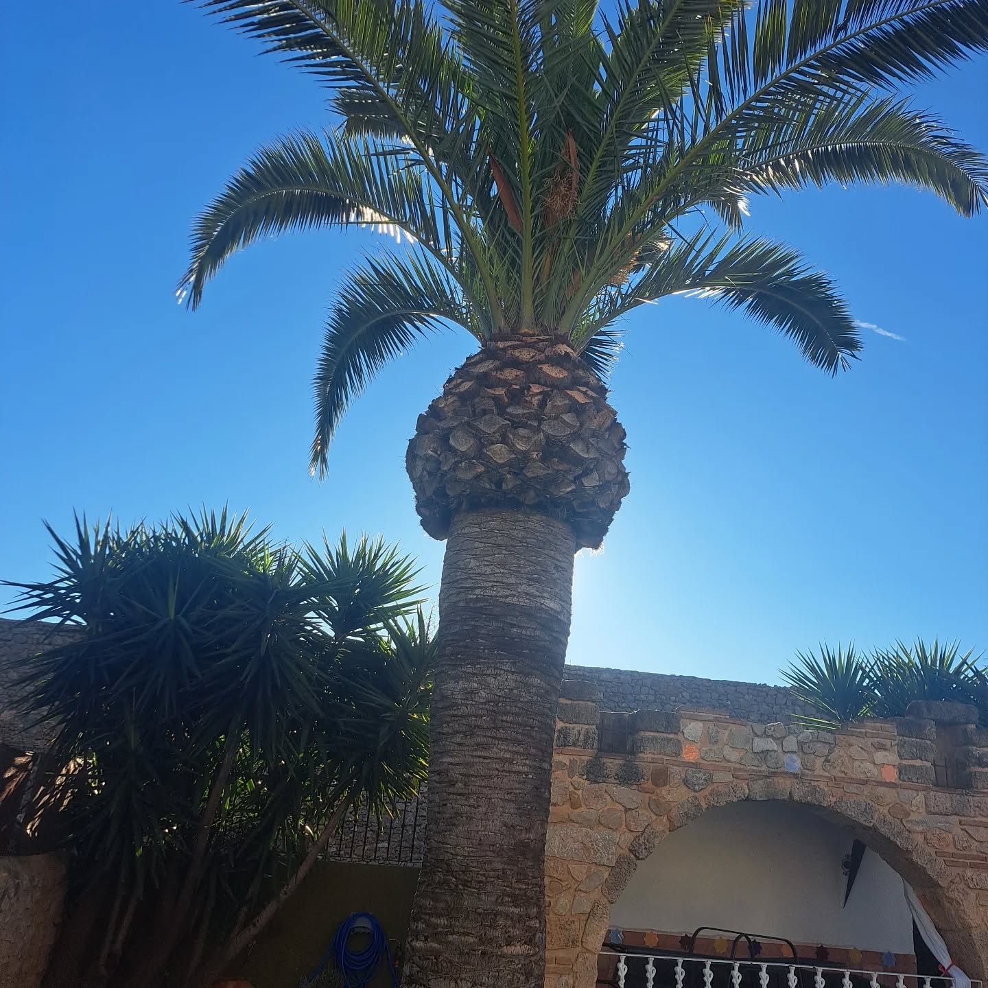 The palm tree has had its annual haircut
#palmera #costablanca #jalonvalley #espana