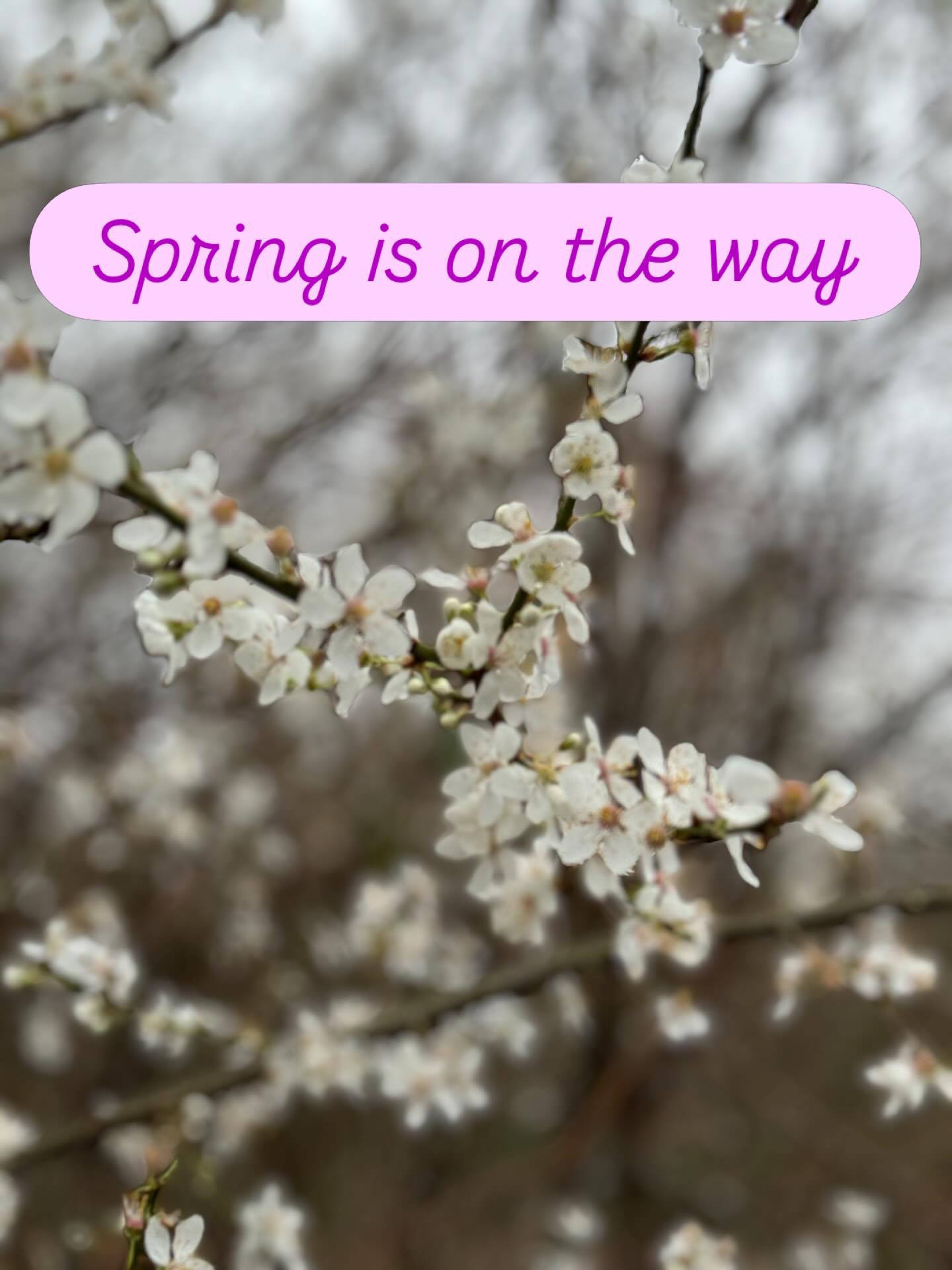 As the first signs of Spring appear, it’s a beautiful time to reconnect with your body and breath.
My Tuesday 8am yoga class @studio24.uk 24,Castle Street, Cirencester is a friendly, 45‑minute session designed to help you feel grounded, open, and ready for the day ahead. It’s open to all no matter whether you have never tried yoga before or have years of experience.
Everything you need is provided, just come along wearing something comfortable you can move in.
If you’d like to join the class contact me on 07920 841264 or clarehillyoga@icloud.com and I’ll get you signed up. Introductory offer- first class £6 instead of £12.50
For details on my other classes please check out my website link in bio
#cirencester #yogawithclare