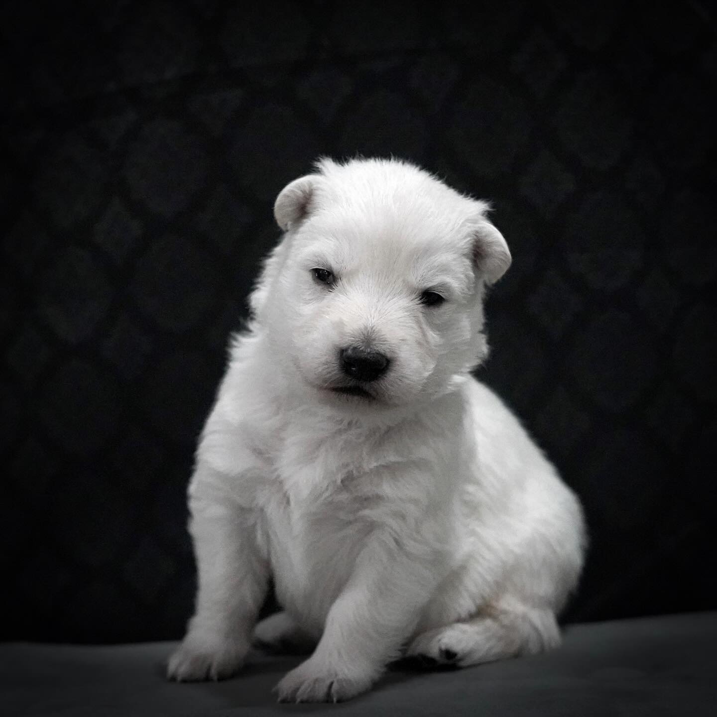 M boys just turned 2 weeks old! They’re growing up fast, and already so curious!
(Peep blue sitting up for the first time!)
—
Isolde x Bolt
—
(Left to Right)
1, 4, 5 - Blue
2 - Green
3 - Brown