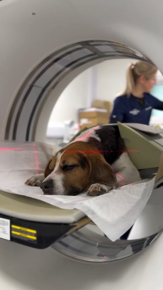 Meet Polly ❤️
Polly is an 8-year-old Beagle who came to us as an emergency case. She was unusually tired, lethargic, restless, panting heavily, and not interested in food. Her owner knew something wasn’t right - Polly is usually very bouncy and loves her food.
After a prompt investigation, Polly underwent a CT scan, which revealed something round and squidgy in her stomach. She then had a gastroscopy performed by our vets Emma and Kyle, who discovered the cause: pickled onions 🧅
As you may know, onions are highly toxic to dogs and can damage their red blood cells, causing anaemia - which explained Polly’s rapid breathing and other symptoms.
Polly’s recovery was slow, as she was quite poorly for several days. However, with fluids, the correct medications, and plenty of TLC from our veterinary team, Polly is now doing much better and is back to loving her food again! ❤️.
#thewoodbridgevets #veterinarymedicine #veterinaryteam #beagle #dogshealth