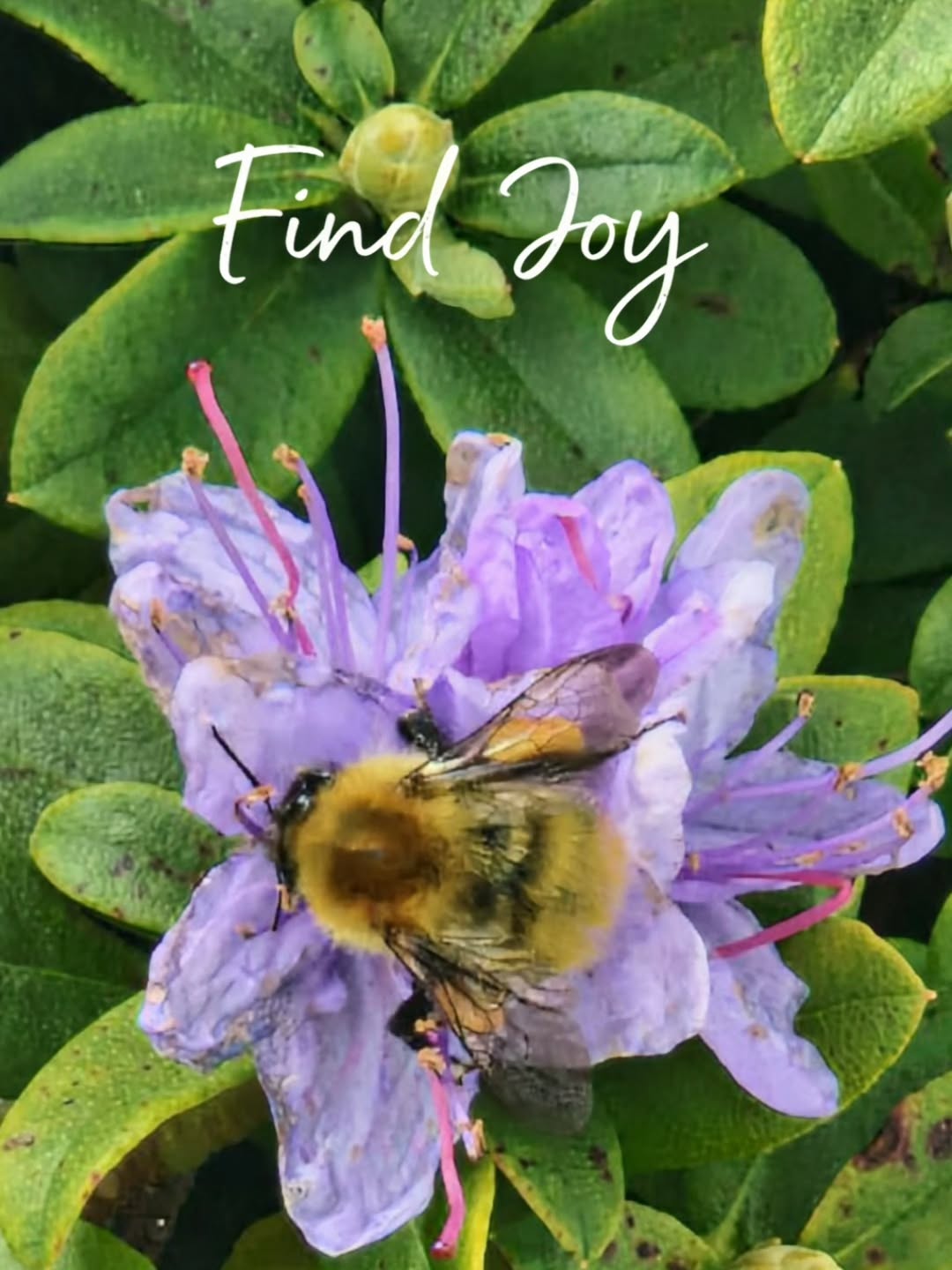 Today's #monthofministry prompt is ๐๐ถ๐ป๐ฑ ๐ท๐ผ๐
โค๏ธ Joy is not an escape from the world.
It is a way of belonging to it.
I practice noticing.
๐
The way the morning light lays its blessing on the floorboards.
The robinโs bright insistence from the hedge.
Steam rising like prayer from a cup of tea.
The soft animal warmth of my own breath.
โจ๏ธThese are glimmers.
Small, living sacraments.
I am a joy hunter โ
tracking the gold-thread moments
stitched through an ordinary day.
๐ In a darkened world, joy is not frivolous.
It is defiance.
It is devotion.
It is how the soul keeps its roots in the living earth.
๐ฟJoy nourishes us
so we can keep tending,
keep loving,
keep remembering
that the world is still speaking beauty.
Go gently glimmer-spotting, joy hunting today.
What is calling your delight right now? ๐ฟโจ
#joyspotting #glimmer #mindfulness