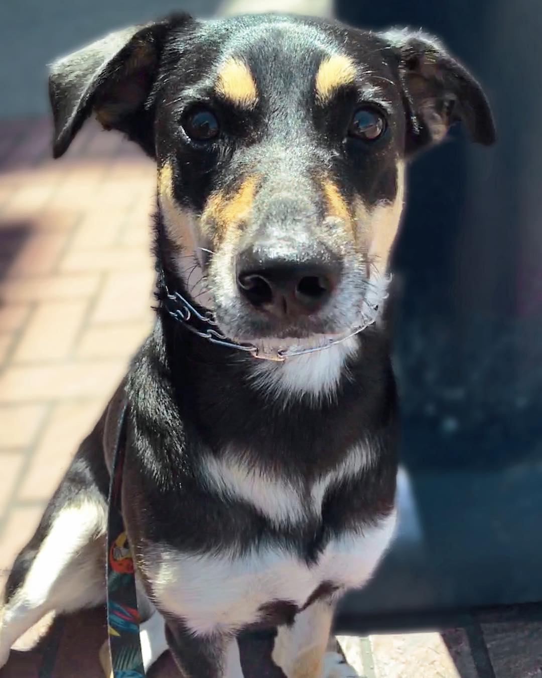 Happy #tacotuesday 🌮 Taco (sporting her @chewy prong collar) has her serious face on, because she’s learning how to be safe and sit and stay at crossroads, despite her instincts to lunge into traffic at pigeons 🐦