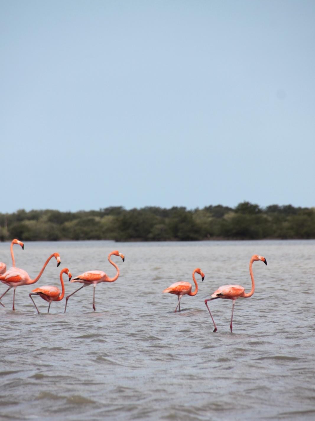 🦩❤️🔥 Los flamencos @ Camarones, Colombia
📷 @svphiemvrie
#flamingo #flamenco #santuariodefaunayfloralosflamencos #camaronesguajira #palominoguajira