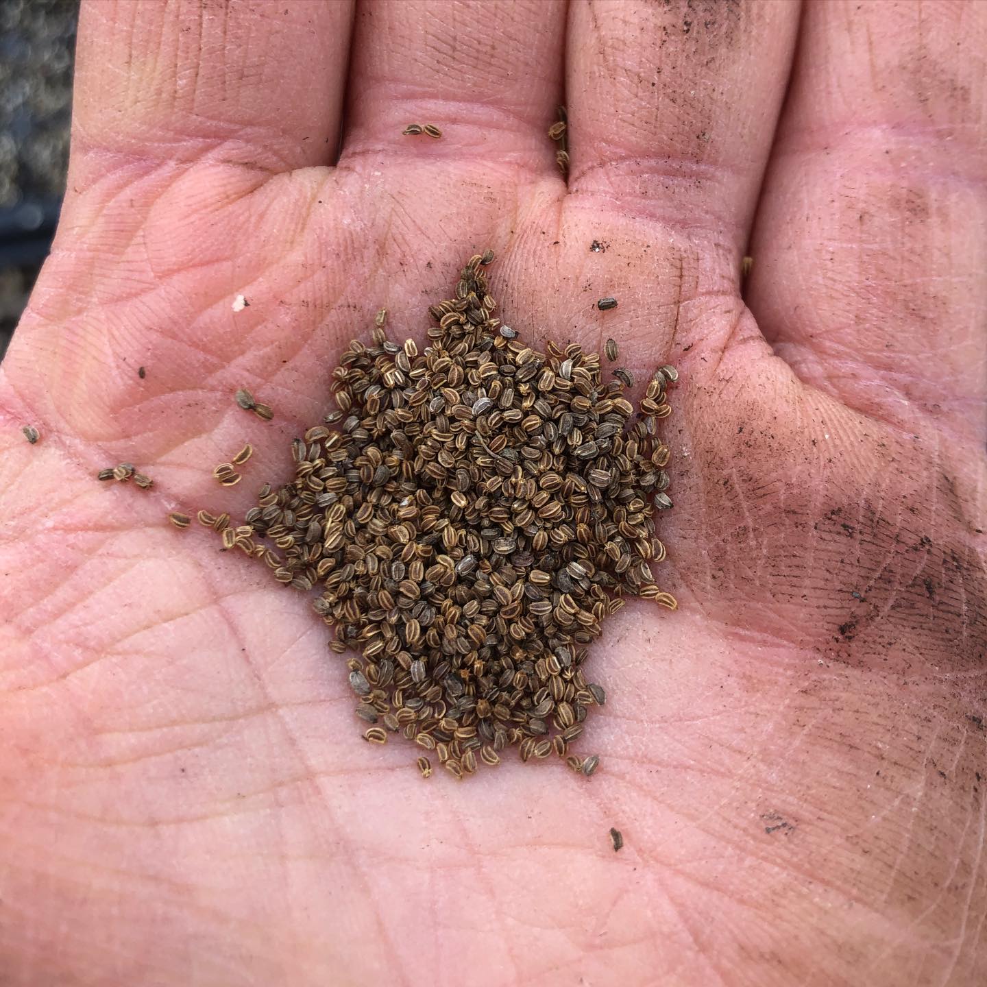 Started the seeds for one of my favorite herbs this week! Swipe to see what these tiny little seeds will turn into….
PINK CELERY!